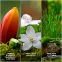 Marc Jacobs Daisy Wild EdP tuoksu 30 ml