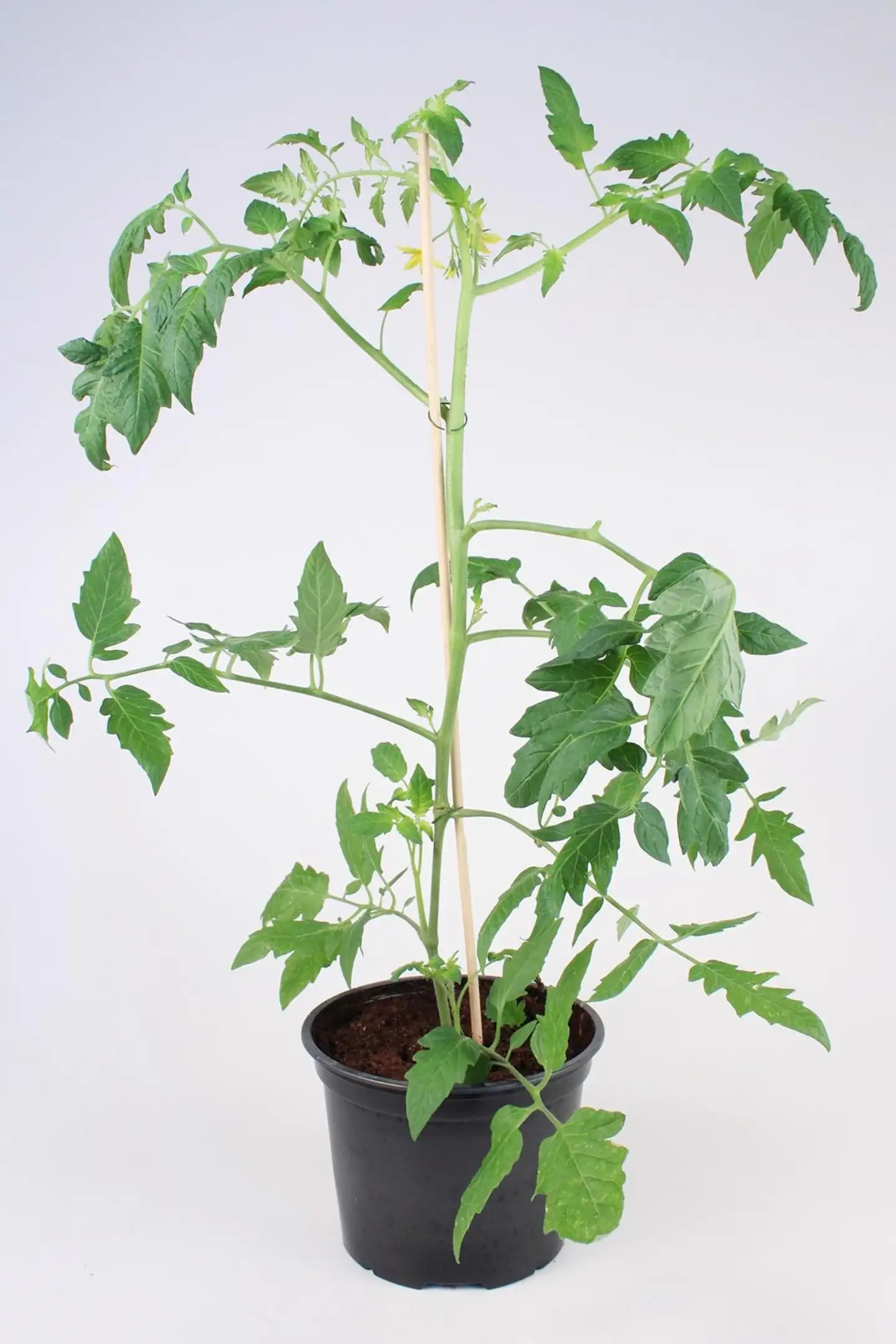 Tomaatin taimi 12 cm ruukussa