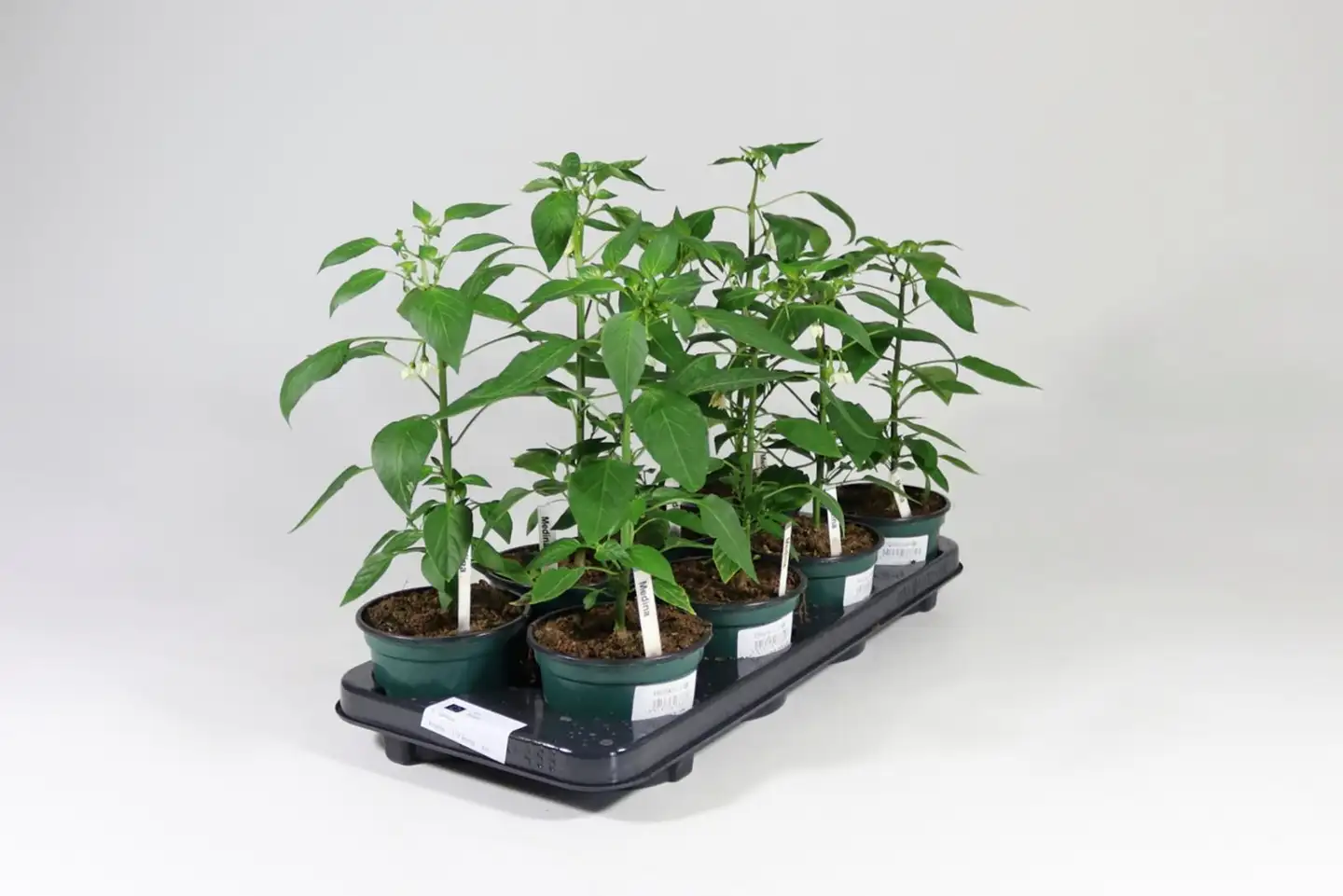 Chili 12 cm ruukussa - 2