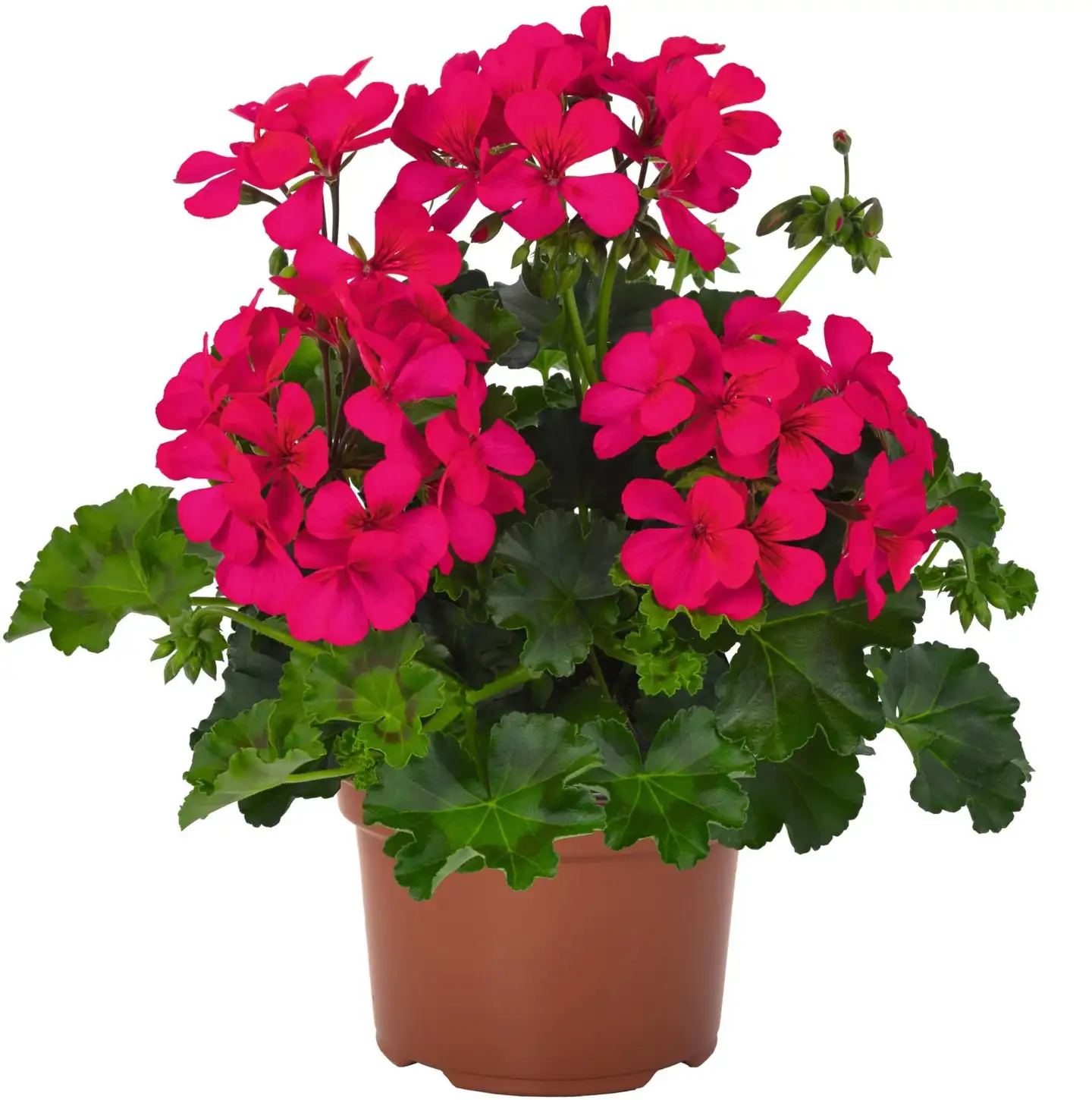 Riippapelargoni 13 cm ruukussa