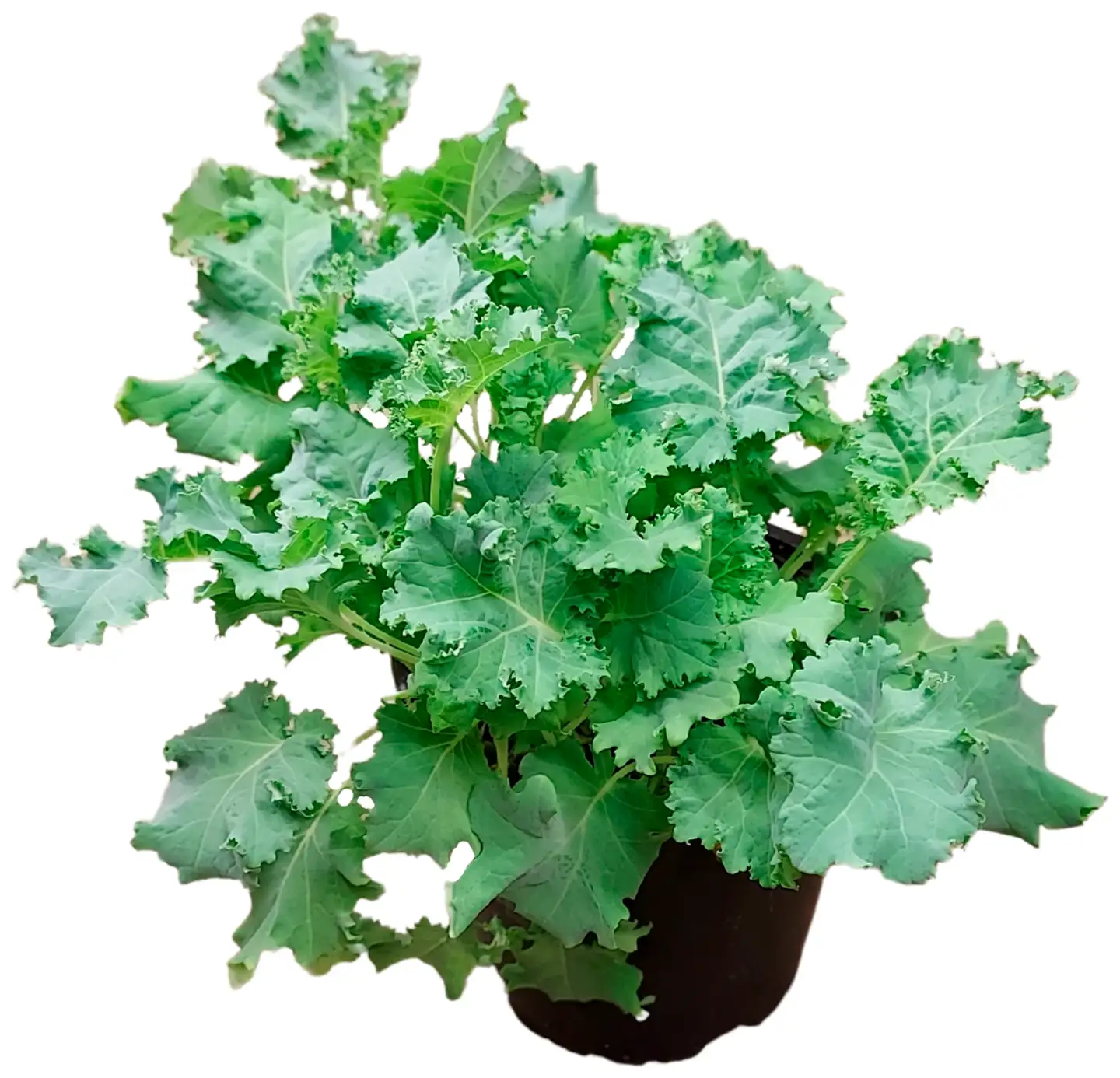 Lehtikaali 12 cm ruukussa