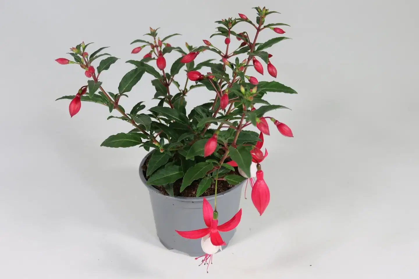Verenpisara 12 cm ruukussa - 1