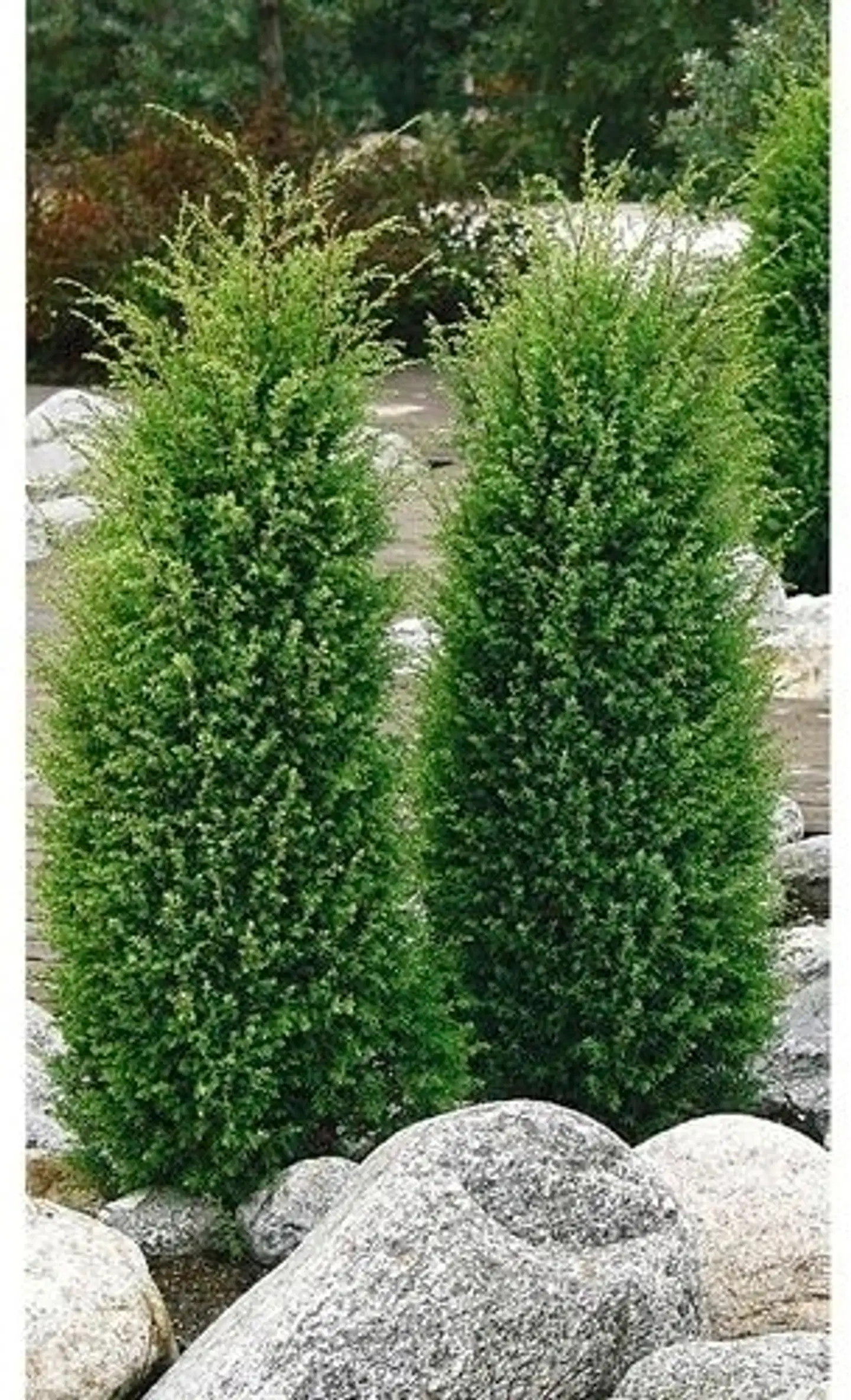 Pilarikataja 'Suecica' 50-60 cm 3 l ruukussa