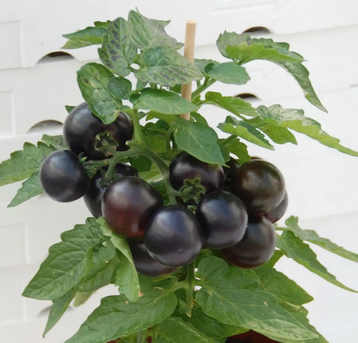 Ruukkutomaatti 'Purpleboy' 19 cm ruukussa, tummanlila kirsikkatomaatti - 2