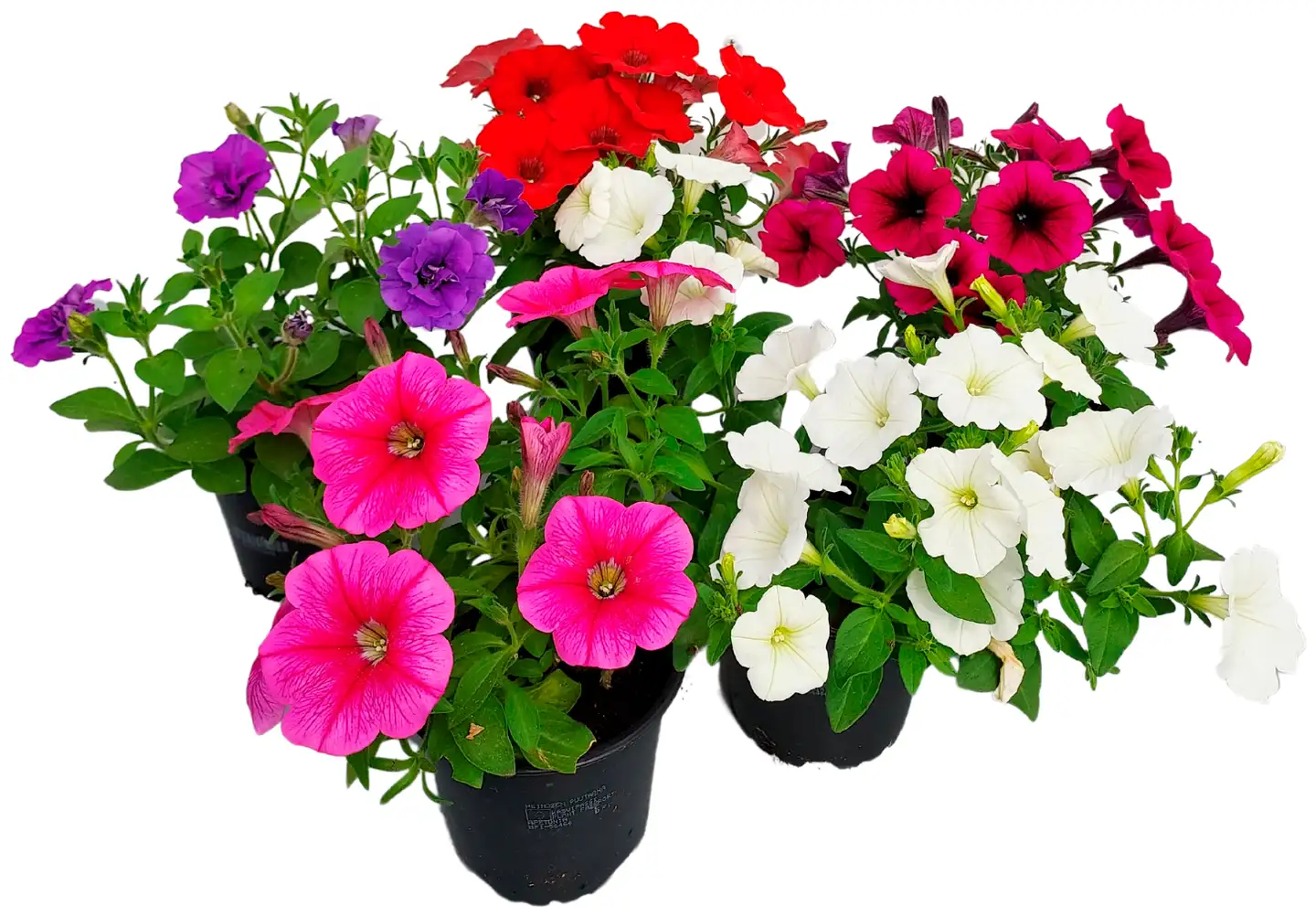 Riippupetunia 12cm
