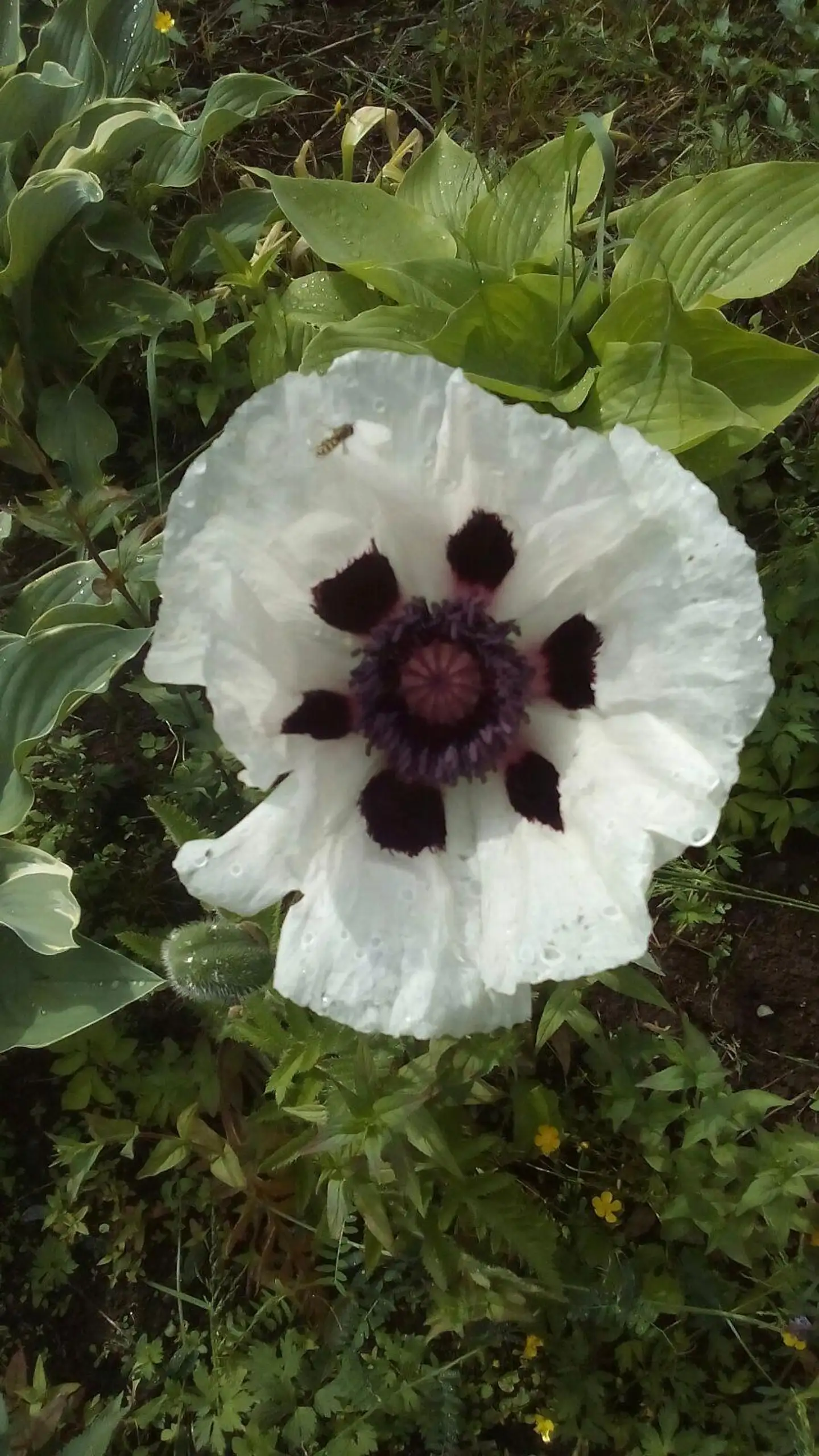 Tarhaidänunikko 'Royal Wedding' Papaver orientale-r