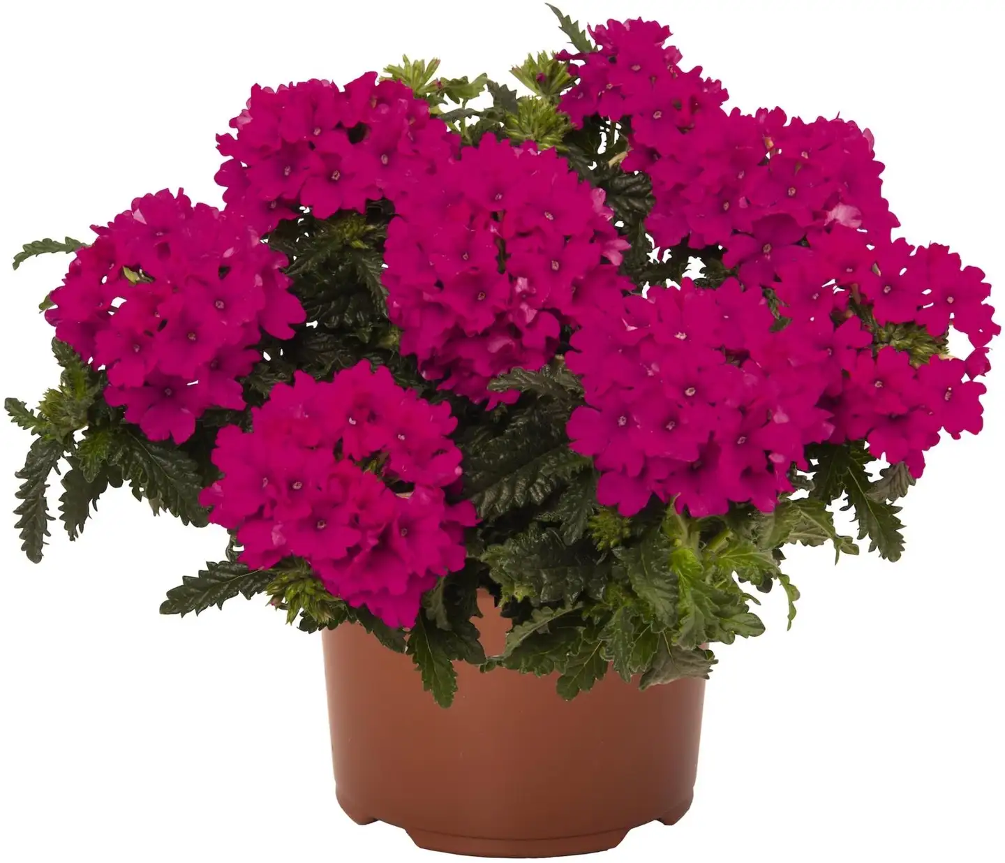 Verbena 11 cm ruukku - 1