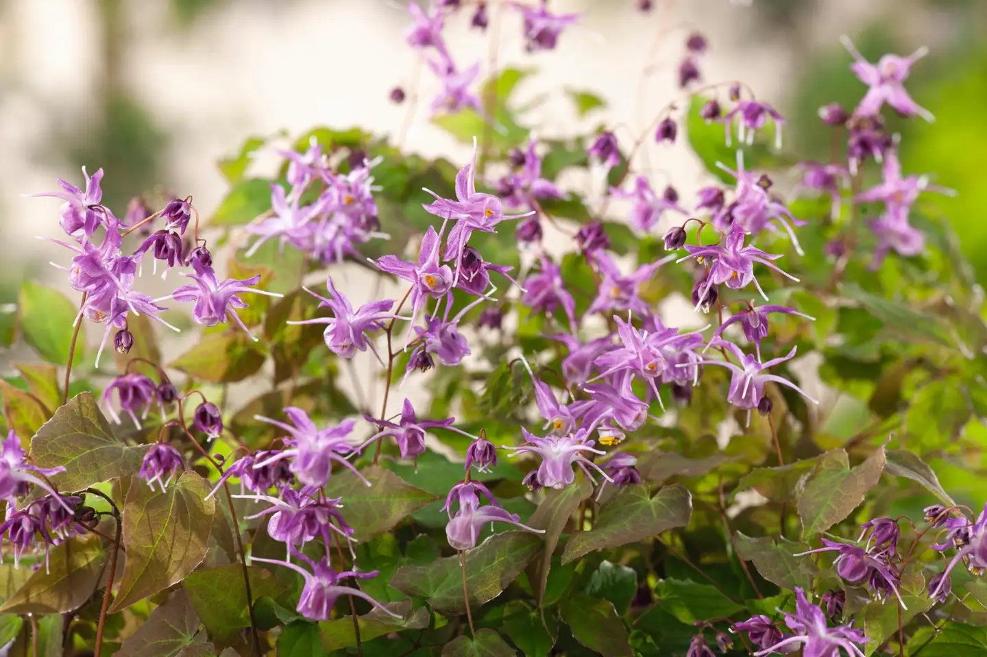 Idänvarjohiippa 'Lilafee' Epimedium grandiflorum 'Lilafee'