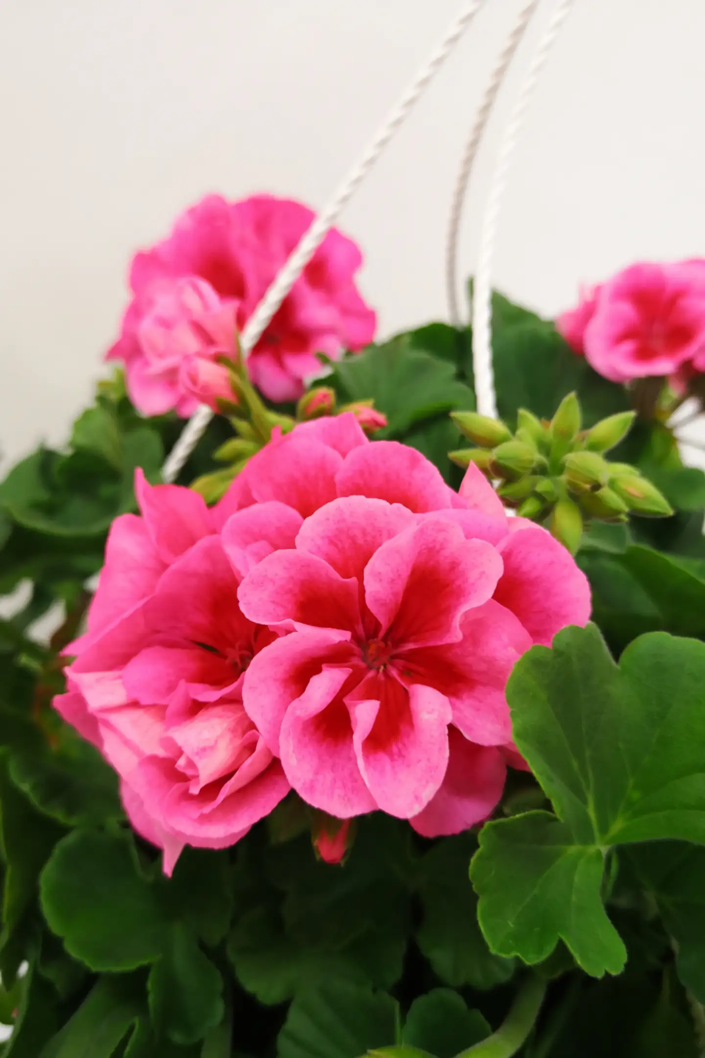 Pelargonia-amppeli 25cm - 5