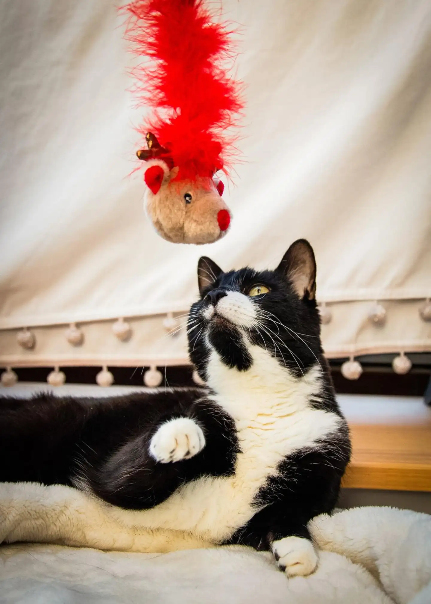 Rosewood Kissan onkilelu Roxy-poro - 2