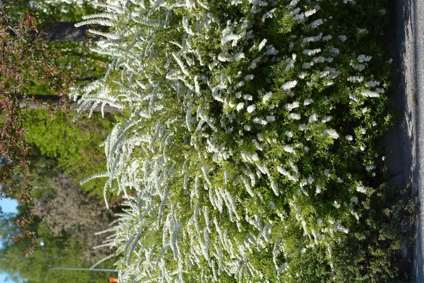 Norjanangervo 3 l astiataimi Spiraea ’Grefsheim’