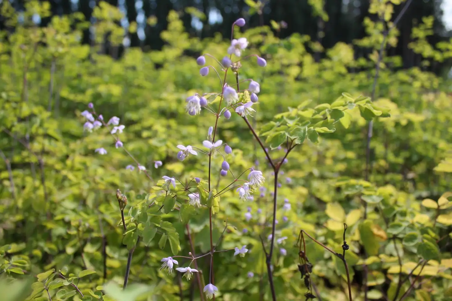 Keijuängelmä Thalictrum rochebrunianum