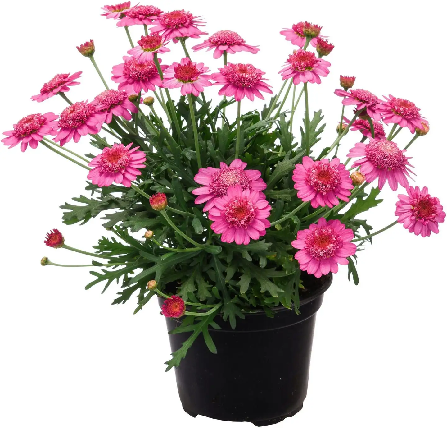 Marketta punainen 12 cm ruukussa