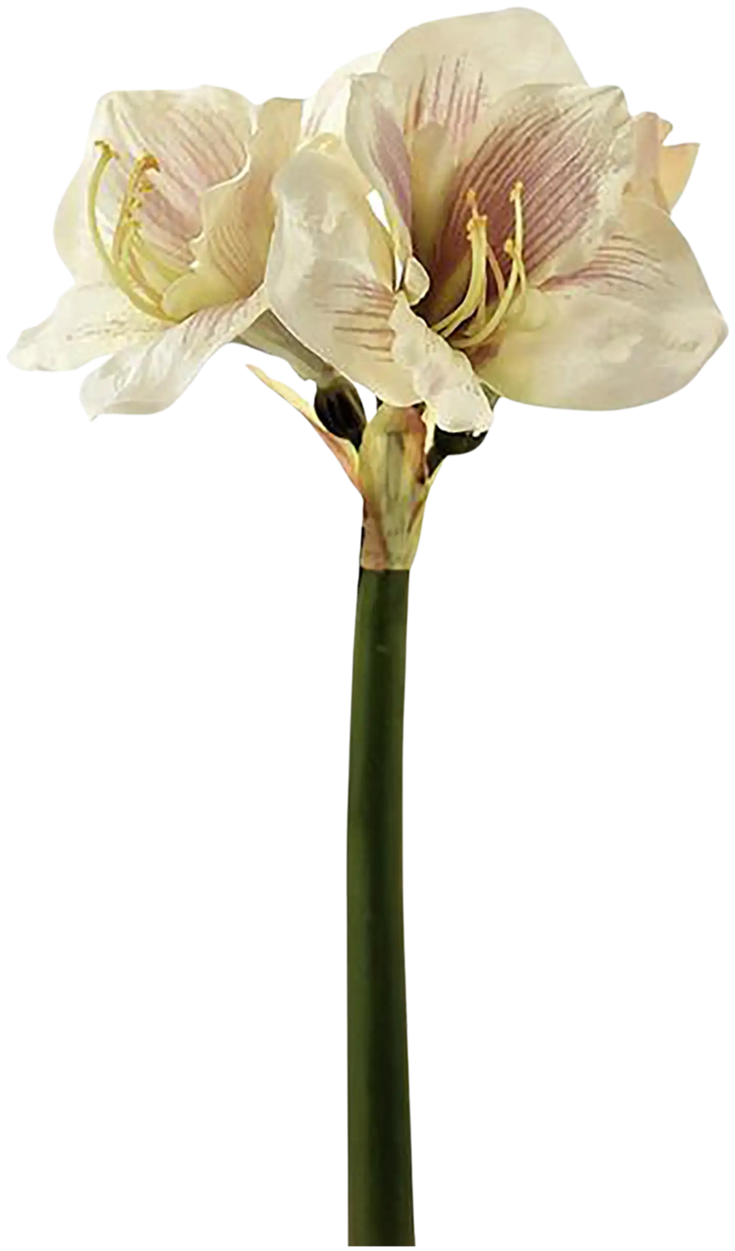 AmandaB amaryllis vaalea rosa 50 cm