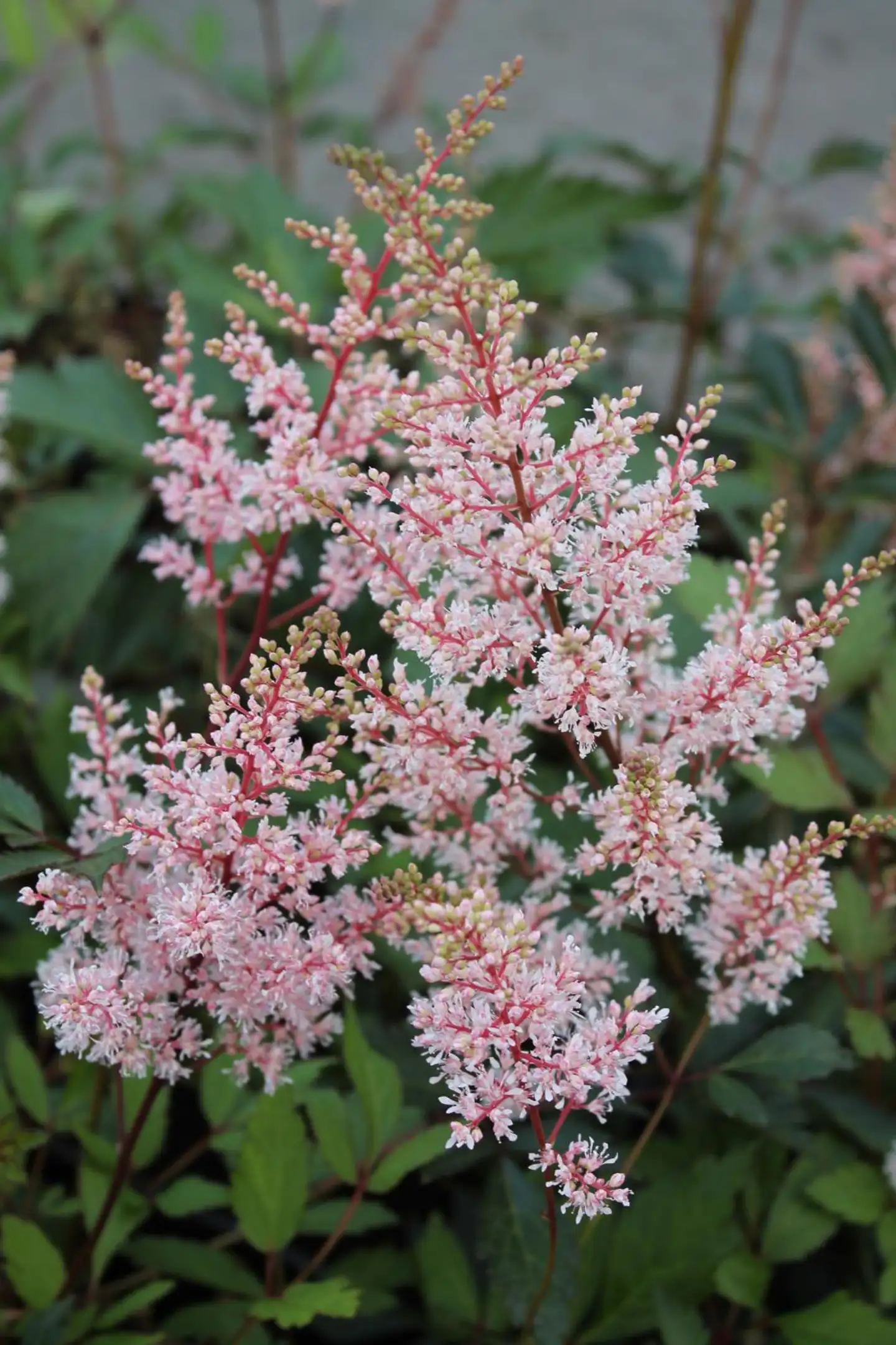 Tarhajaloangervo 'Look At Me'  Astilbe arendsii-ryhmä