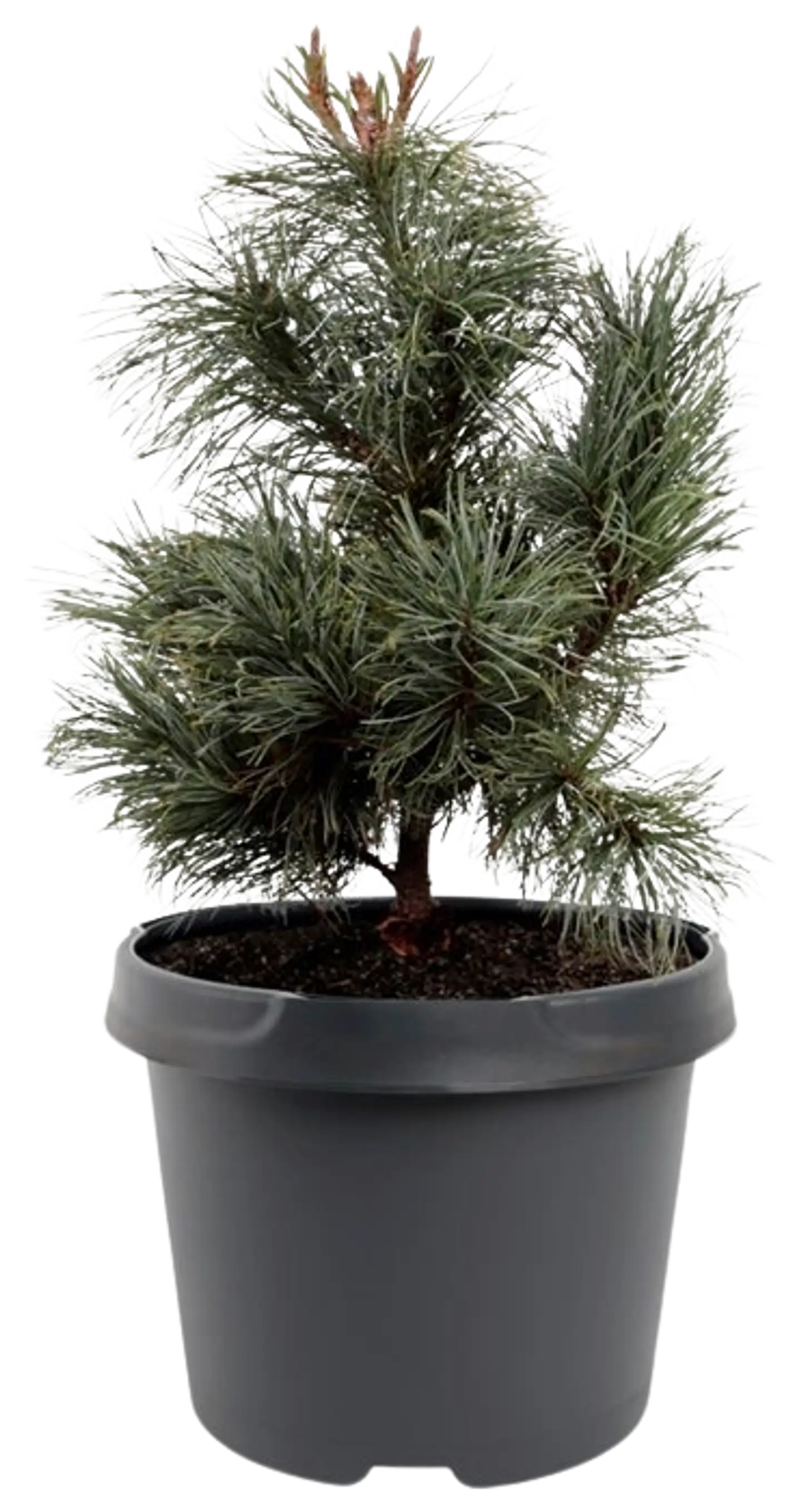 Pensassembra 'Glauca' 20-25 cm astiataimi 3 l ruukku Pinus pumila 'Glauca'