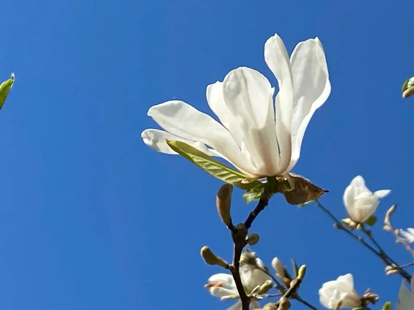 Japaninmagnolia rungollinen 150-200 cm astiataimi