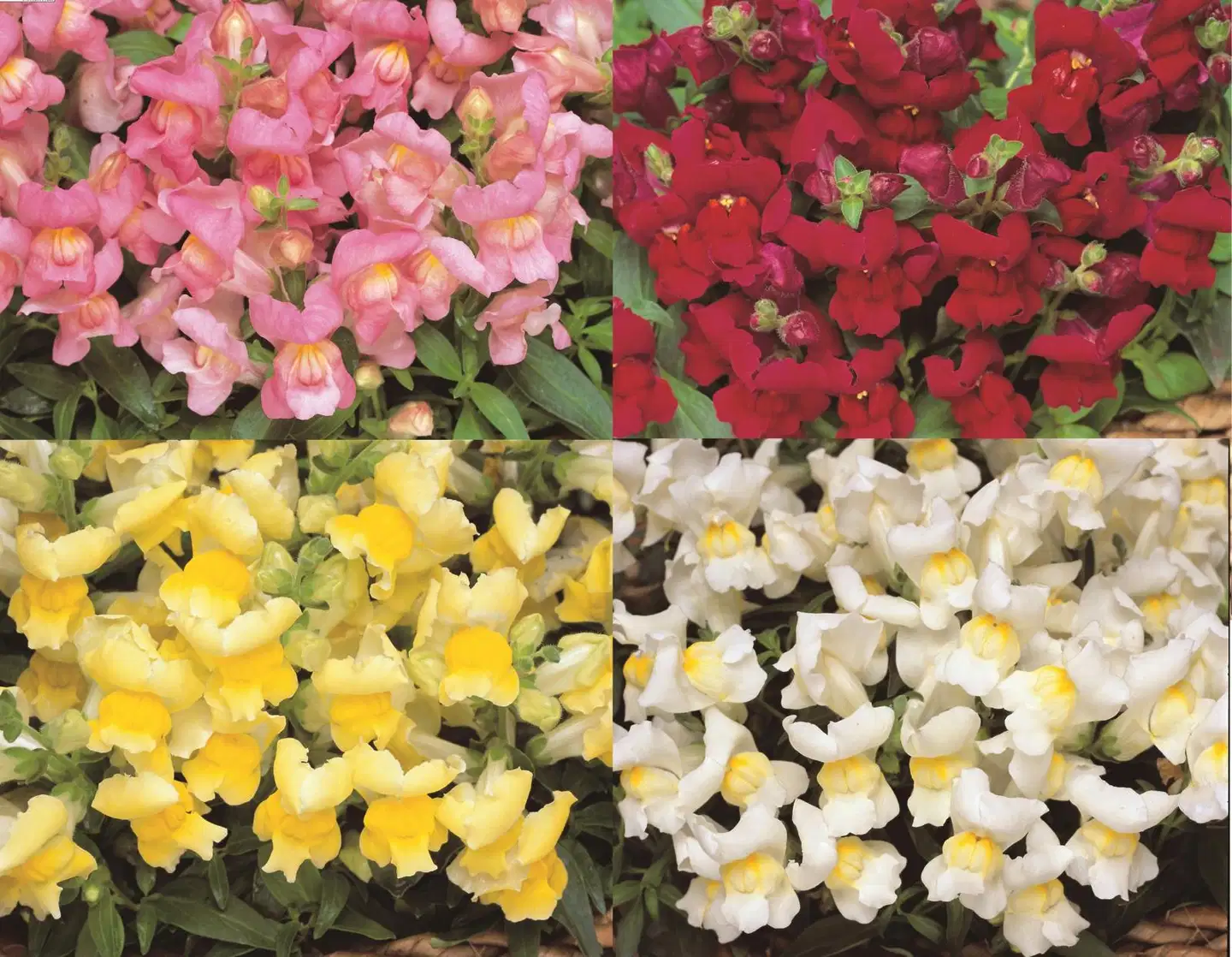 Leijonankita 12 cm Antirrhinum
