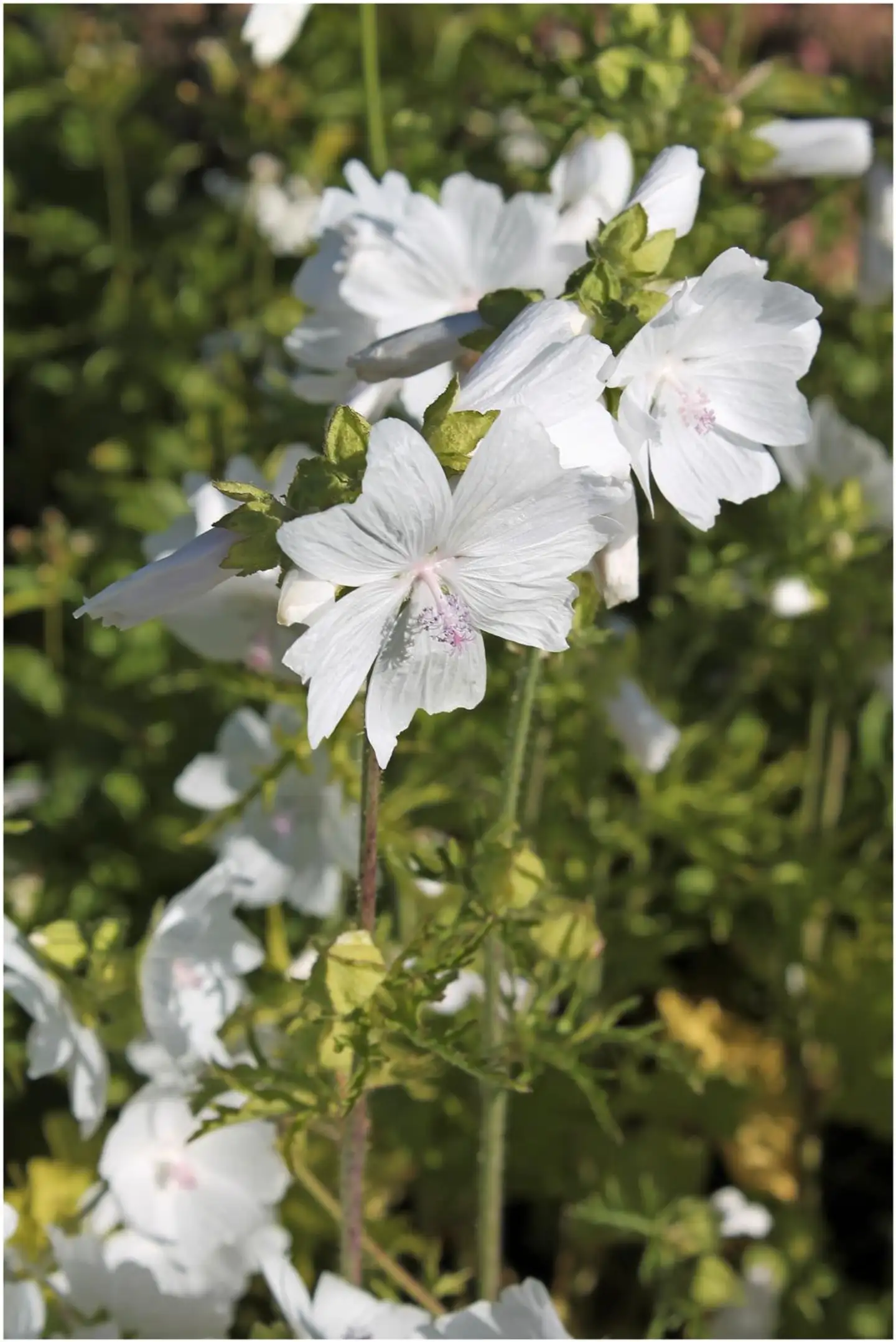 Myskimalva 'Alba' Malva moschata