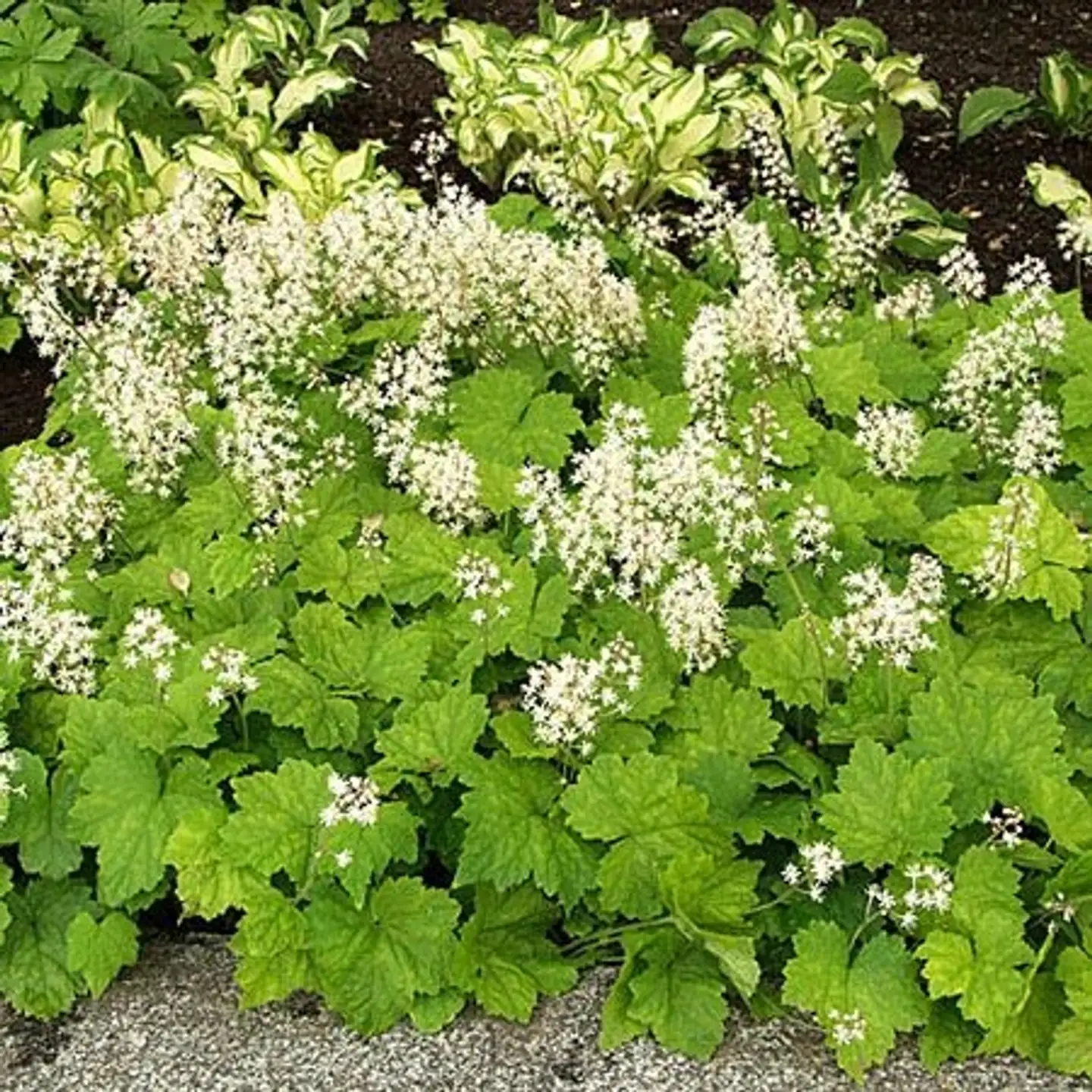 Rönsytiarella Tiarella cordifolia