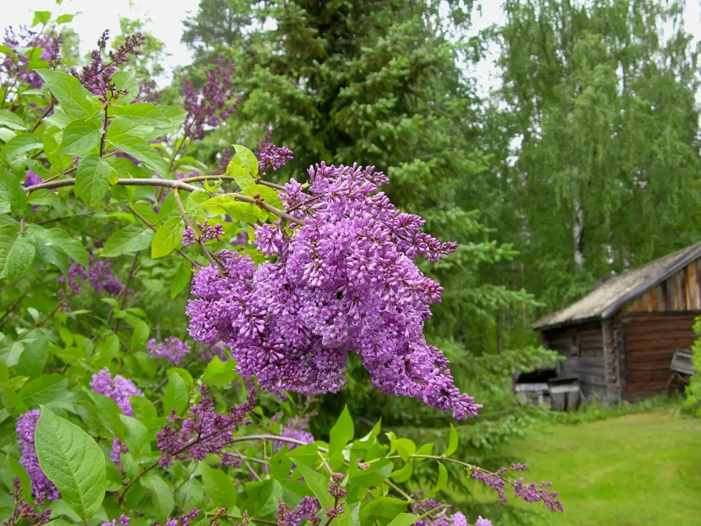 Puistosyreeni 'Ainola' FinE astiataimi 3l ruukussa