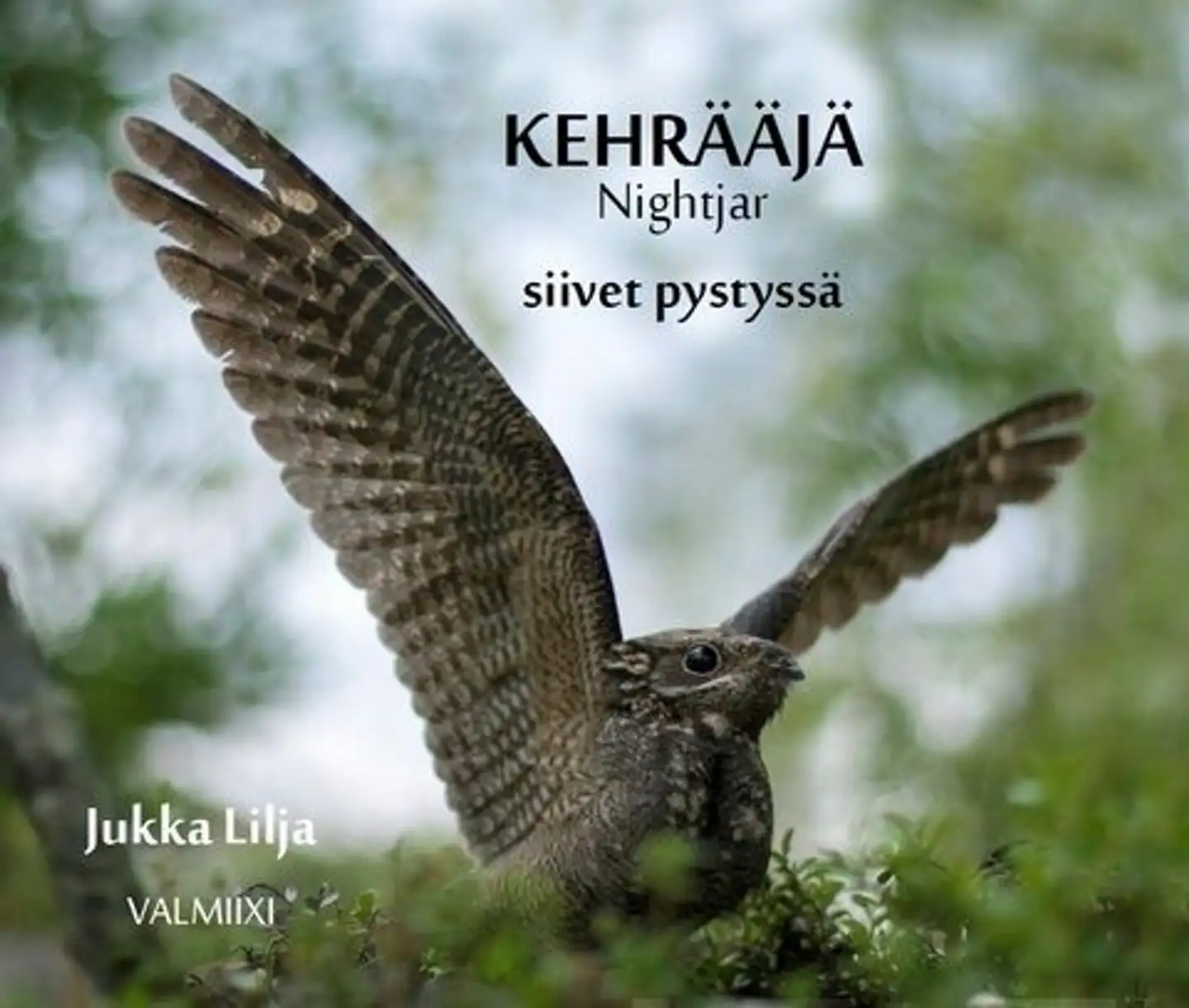 Lilja, Kehrääjä - Nightjar - Siivet pystyssä - Wings Upright