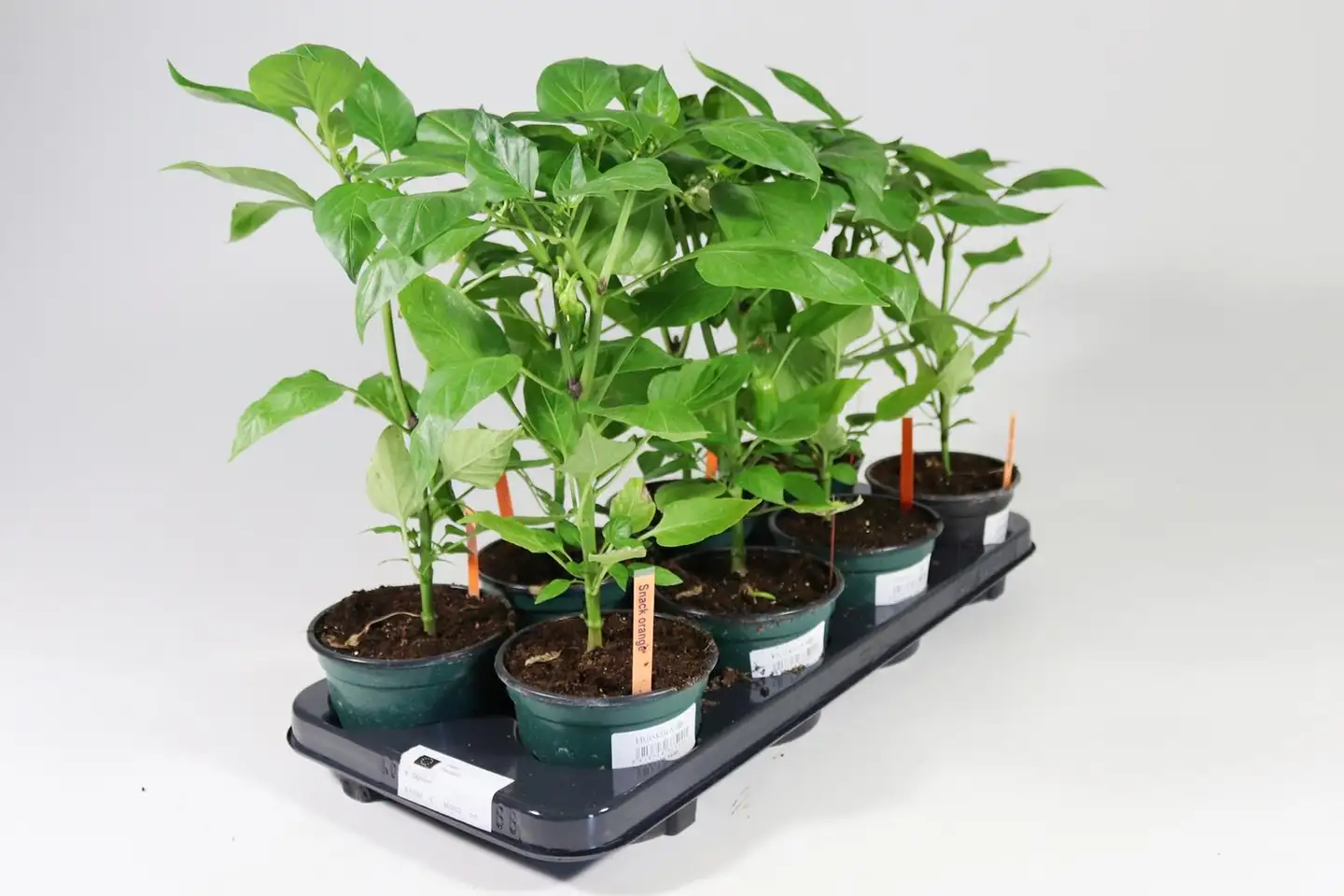 Paprikan taimi 12 cm ruukussa