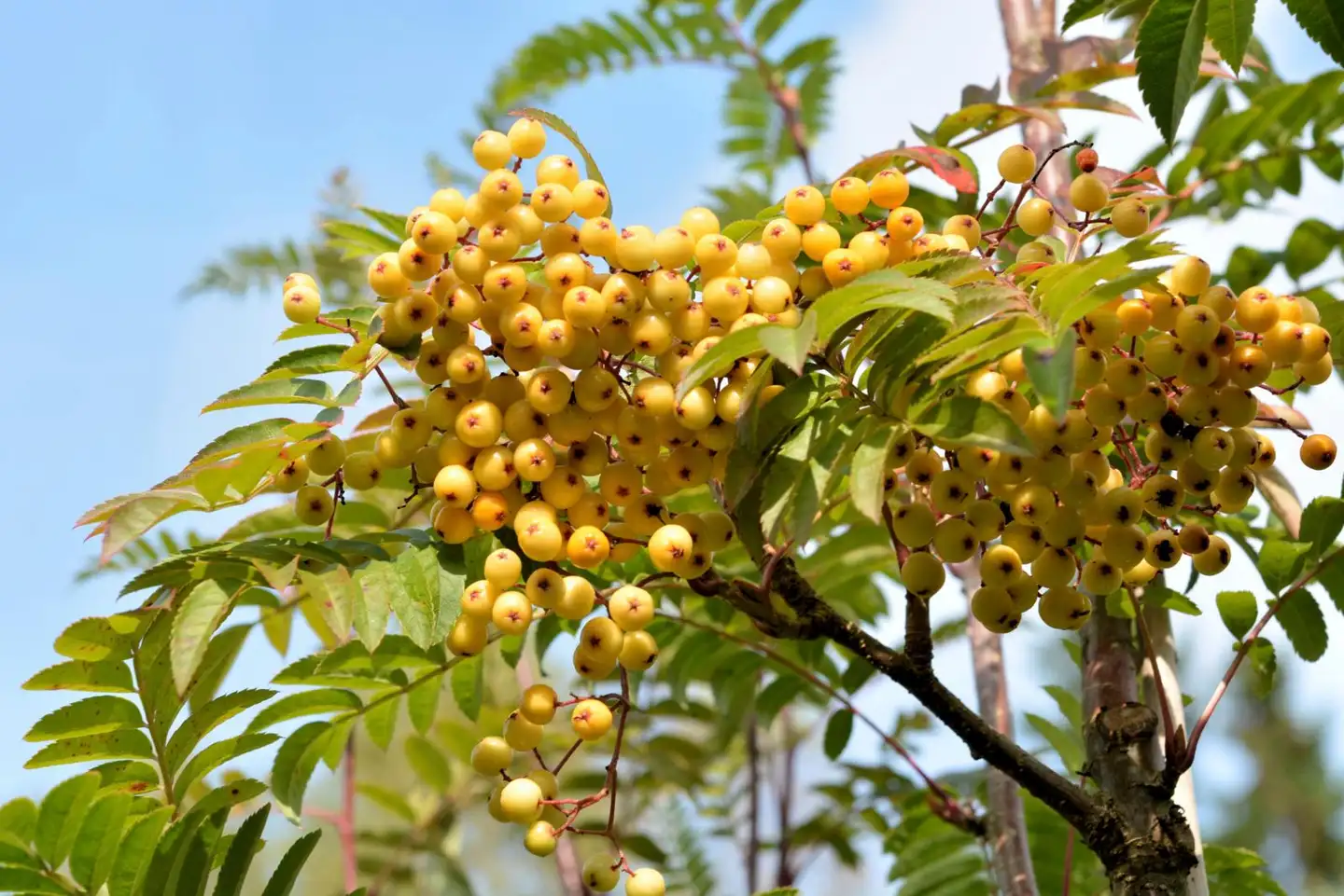 Sitruunapihlaja 'Joseph Rock' 150-250 cm astiataimi Sorbus 'Joseph Rock'