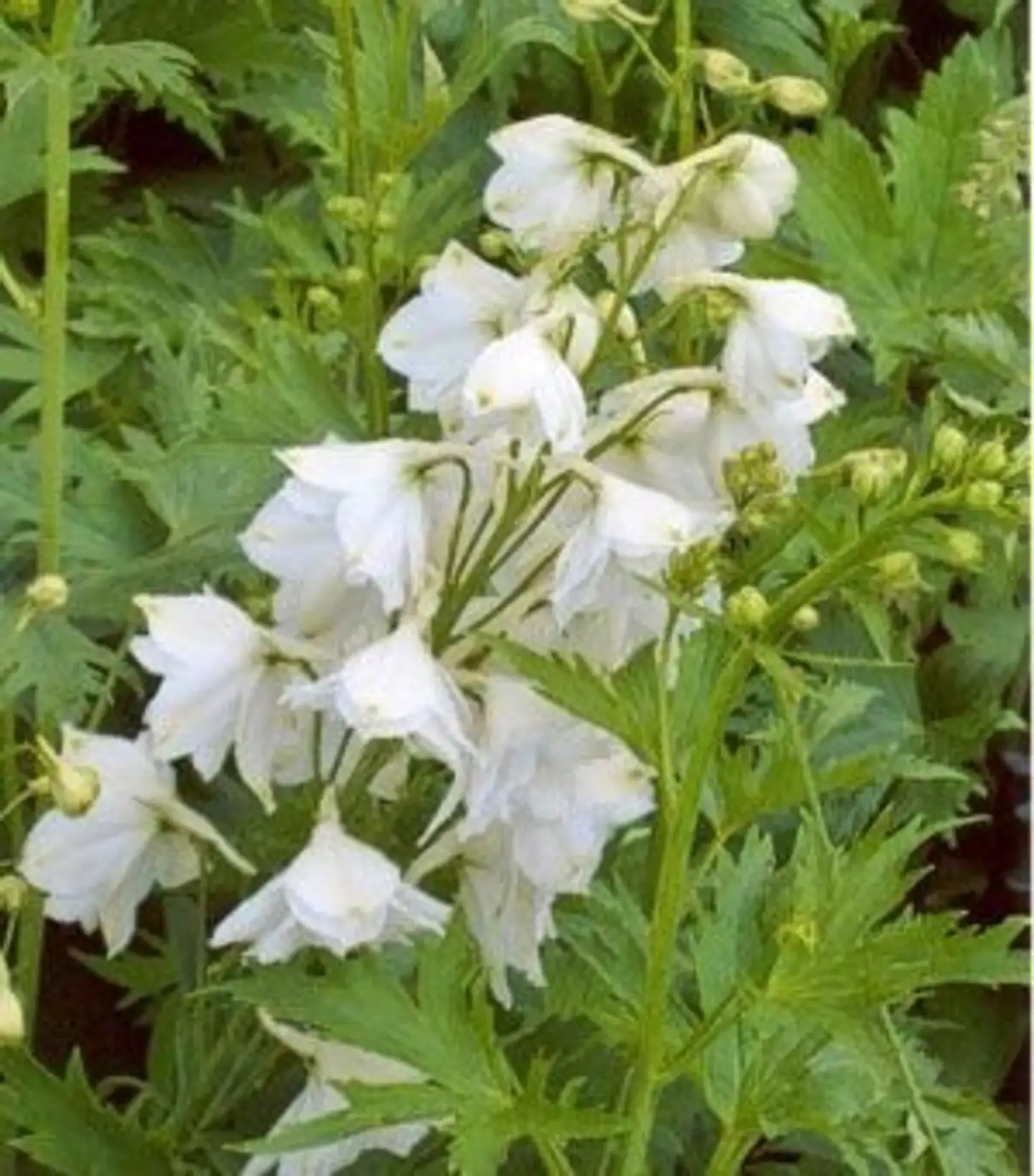 Jaloritarinkannus 'Galahad' Delphinium Pacific-ryhmä