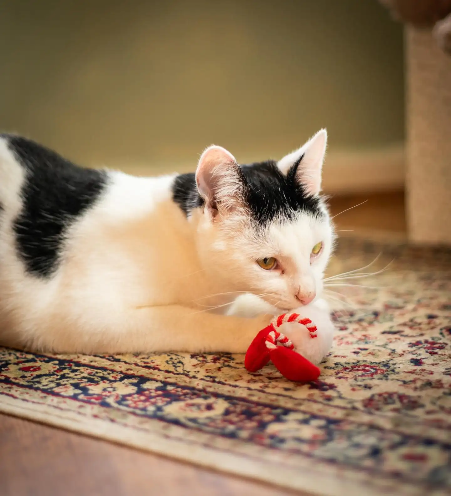 Rosewood Gus-tonttulelu kissoille - 3