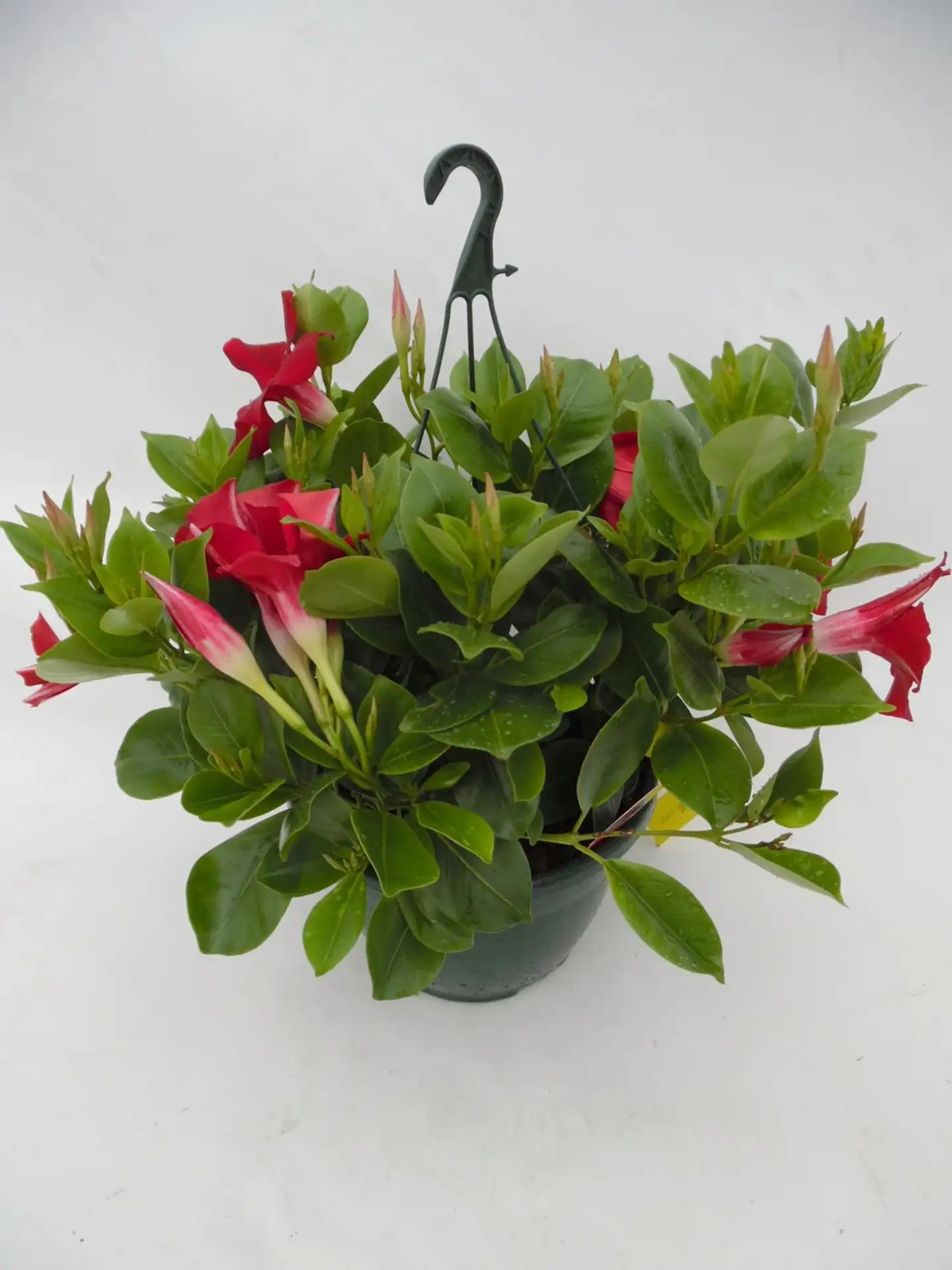 Maljaköynnösamppeli ruukku 19 cm