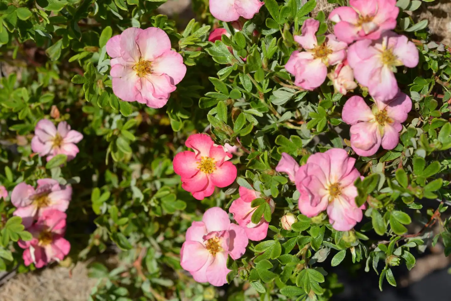 Pensashanhikki Happy Hearts® Pink Star 3 l astiataimi Dasiphora fruticosa 'SMNPPS' Happy Hearts™