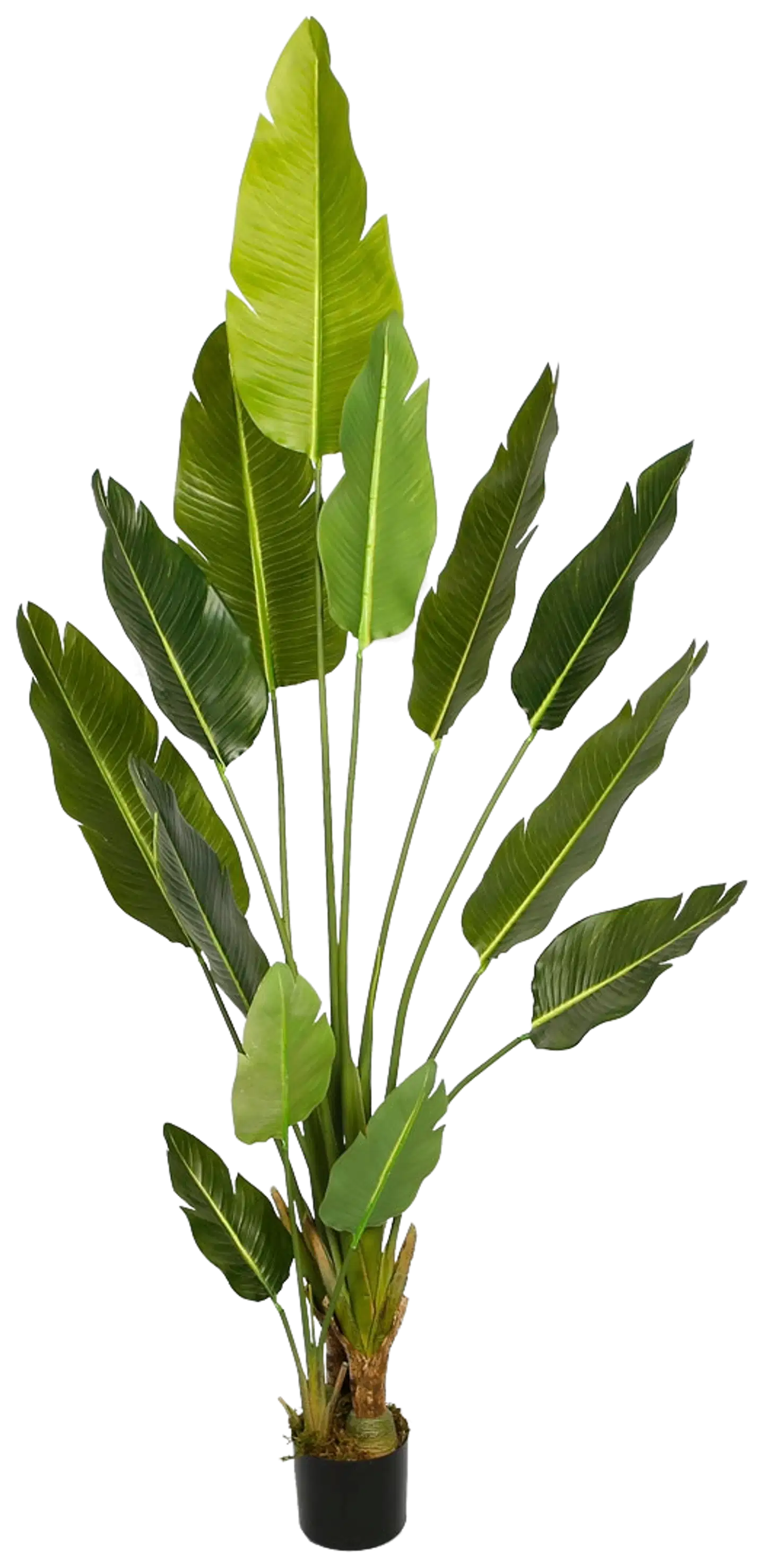Lykke tekokasvi bird of paradise 200cm - 1