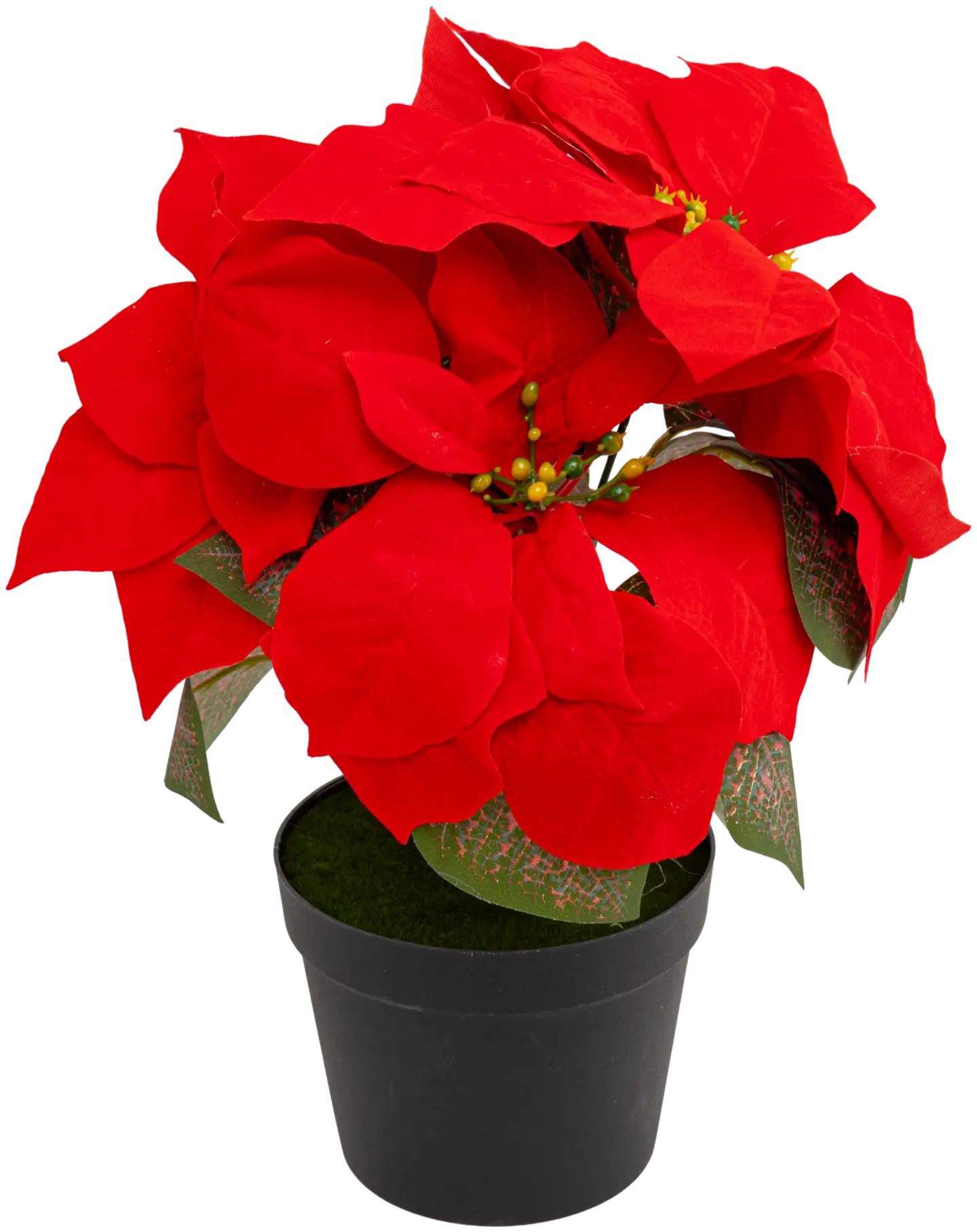 Joulutähti 28 cm M, erilaisia - 2