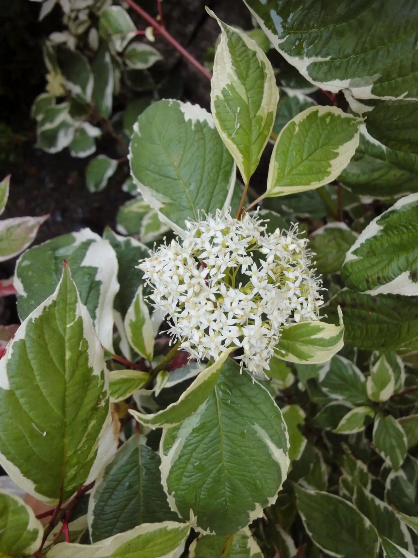 Valkokirjokanukka 'Sibirica Variegata' 3 l Cornus alba 'Sibirica Variegata'