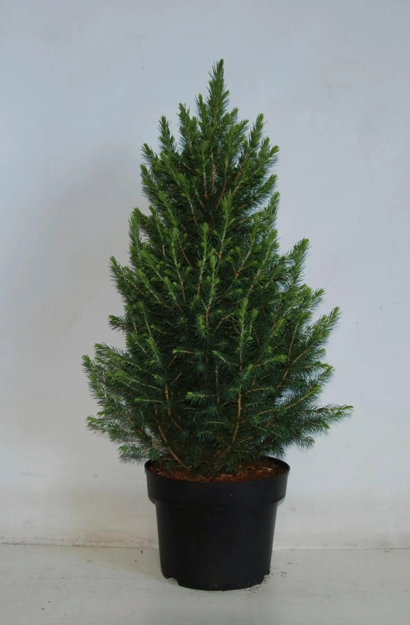 Kartiovalkokuusi 23 cm