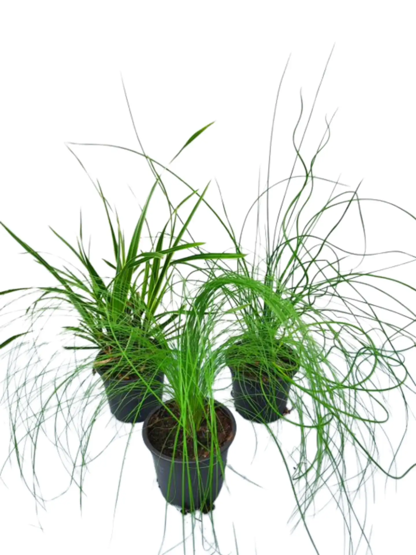 Heinä mix 12cm - 1