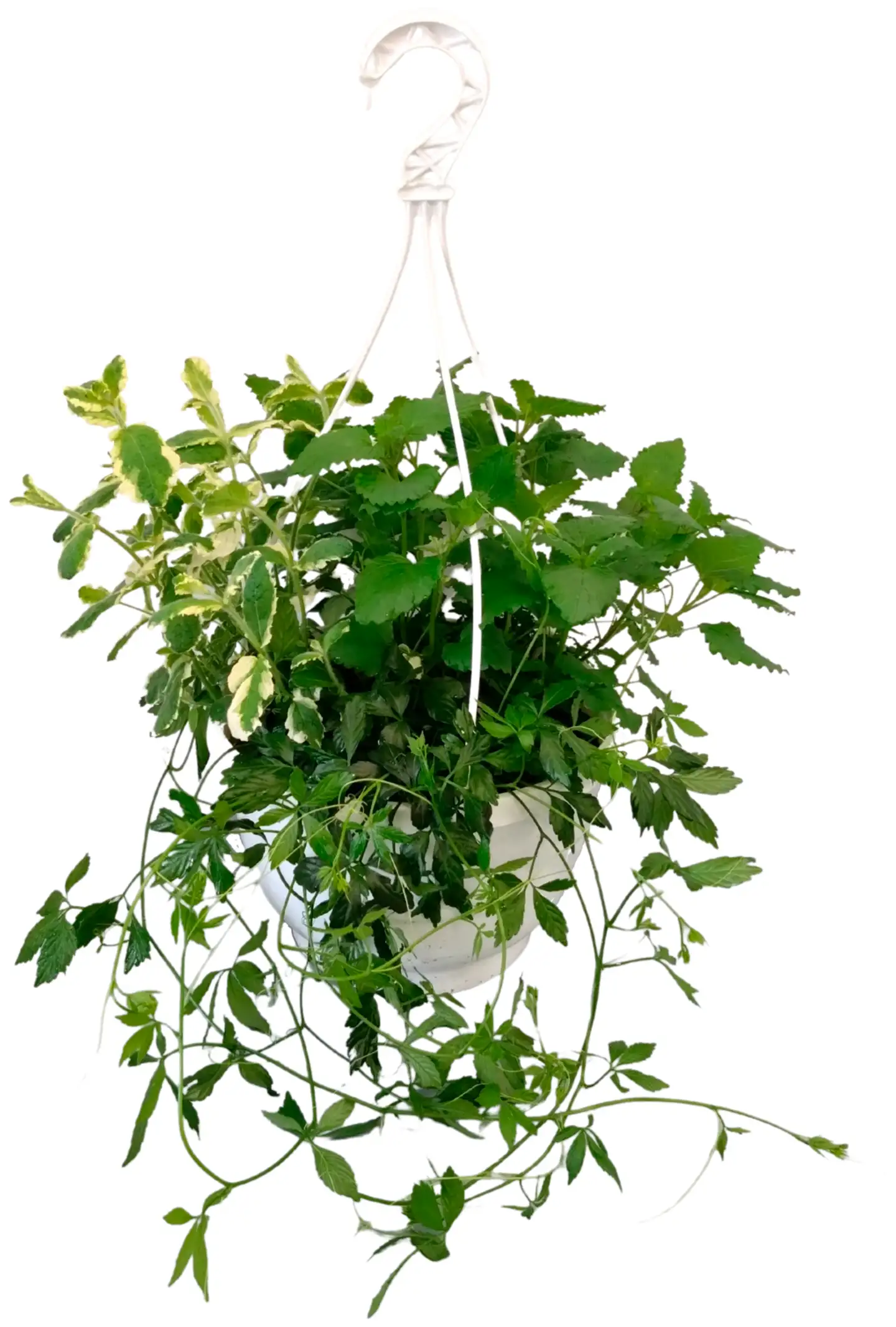 Yrttiamppeli 23cm - 1