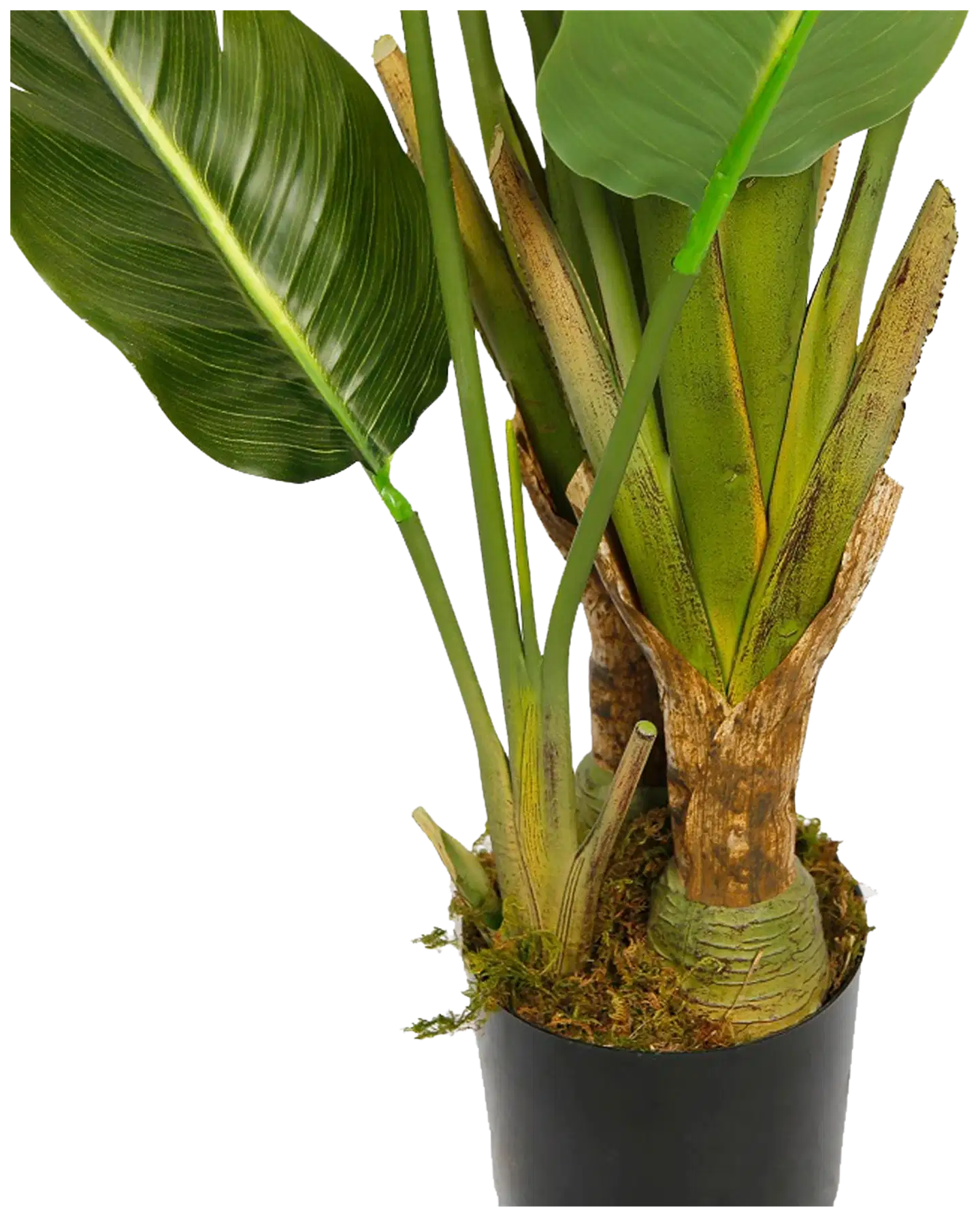Lykke tekokasvi bird of paradise 200cm - 4