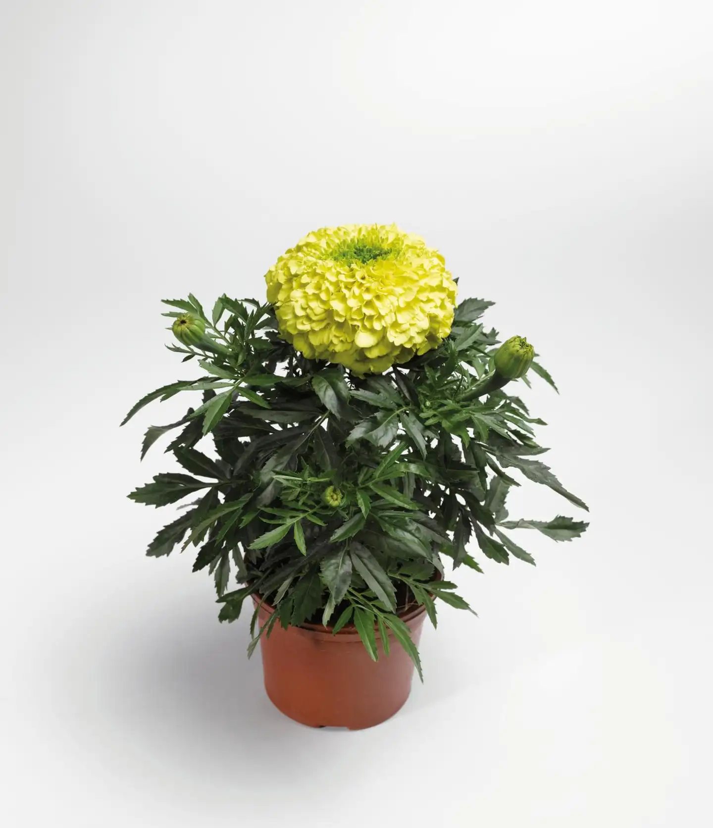 Isosamettikukka, Tagetes, 10 cm ruukussa