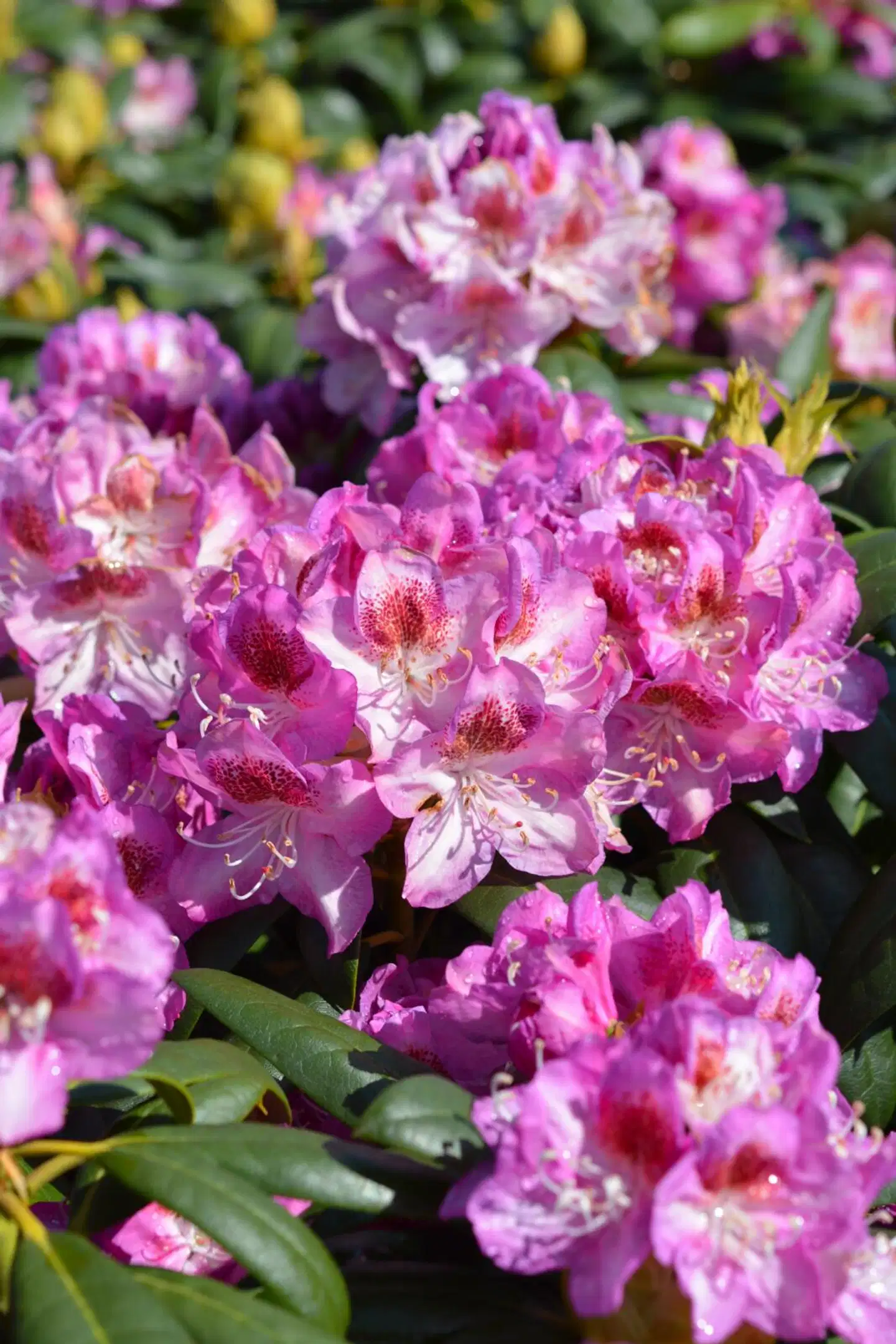 Alppiruusu Royal Violet I-III (IV) 30-40 cm astiataimi - 1