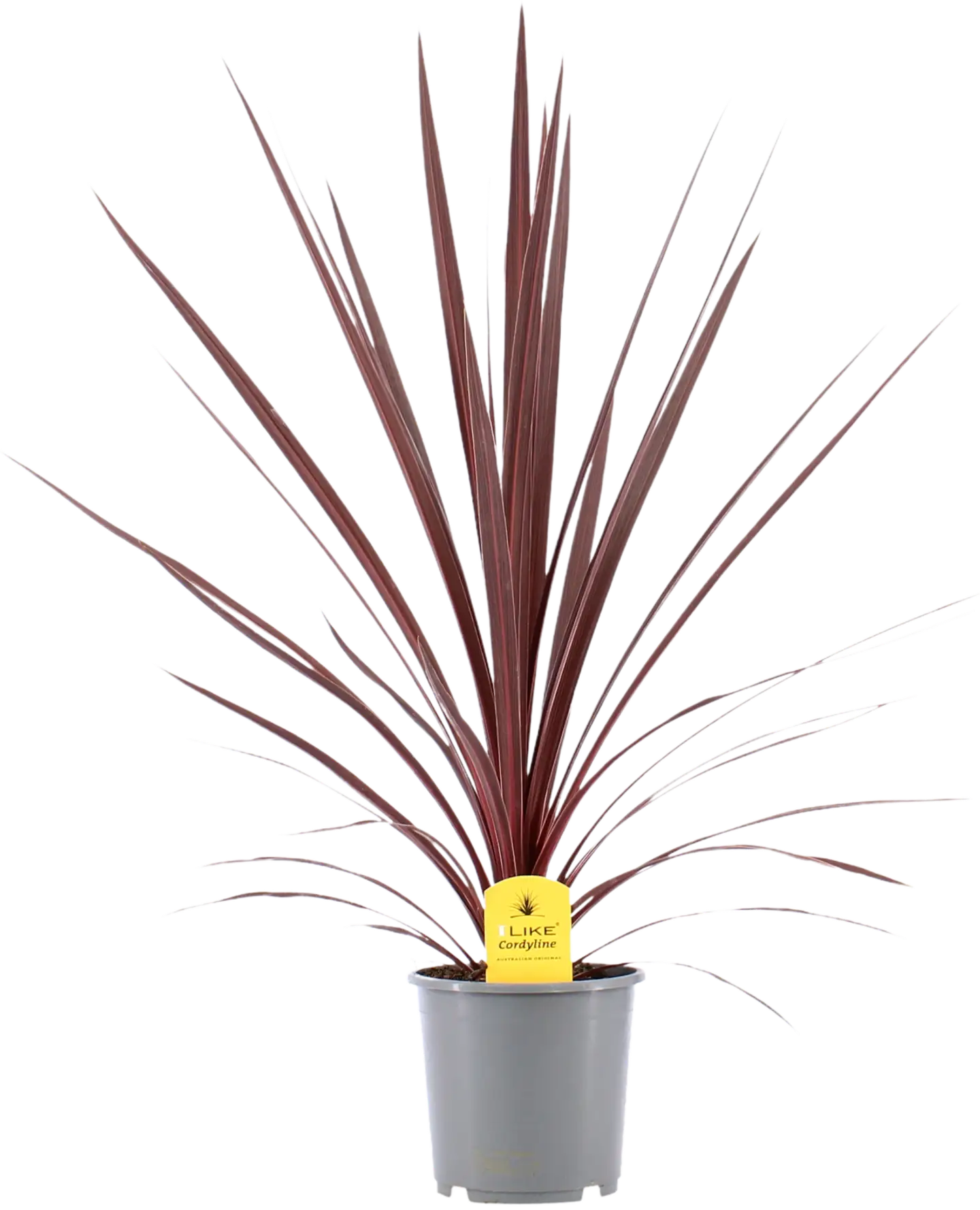 Viherliljapuu red star 75cm