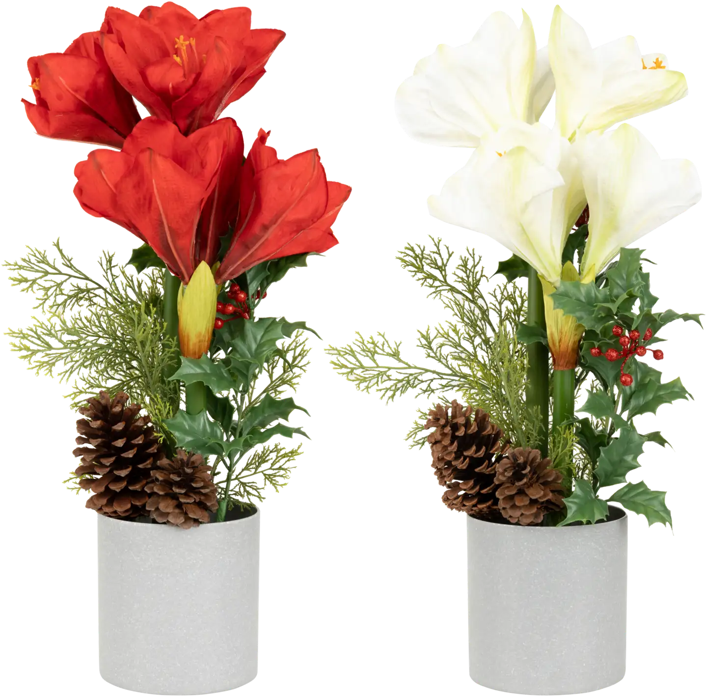 Tekokasvi Amaryllis ruukussa, erilaisia - 1