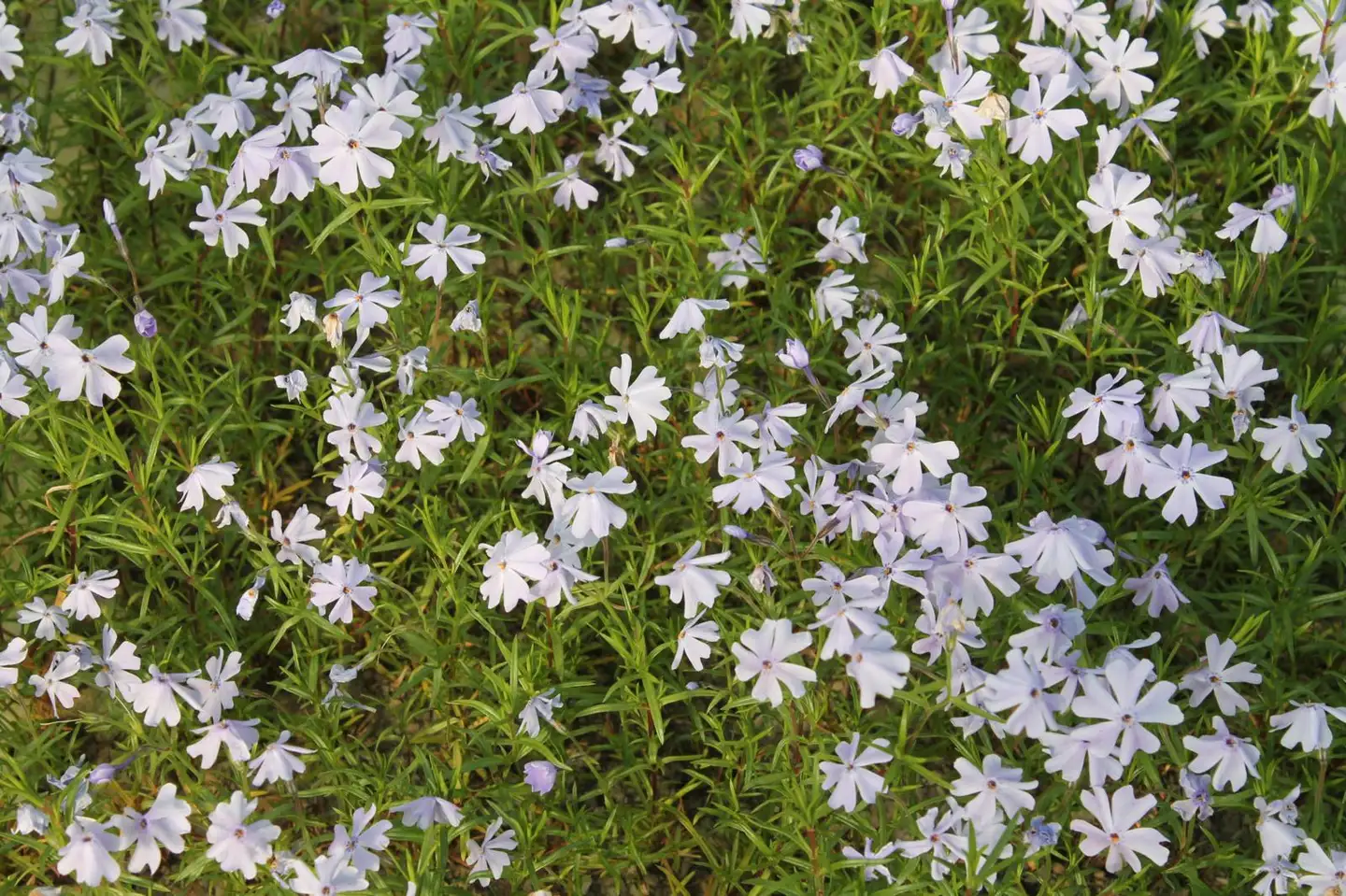 Sammalleimu Phlox subulata - 2