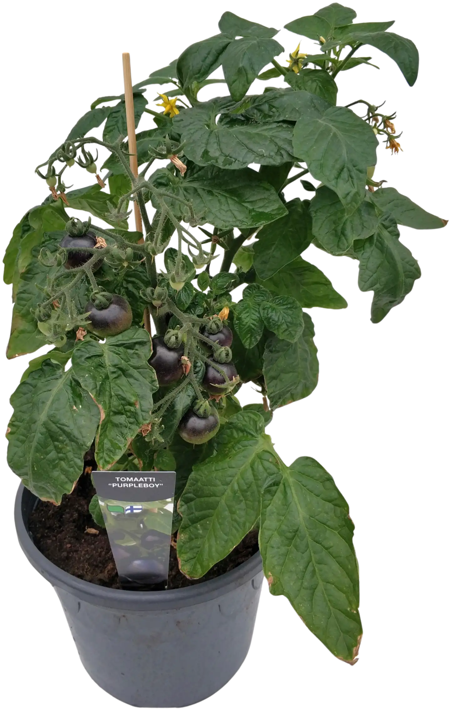 Ruukkutomaatti 'Purpleboy' 19 cm ruukussa, tummanlila kirsikkatomaatti - 1