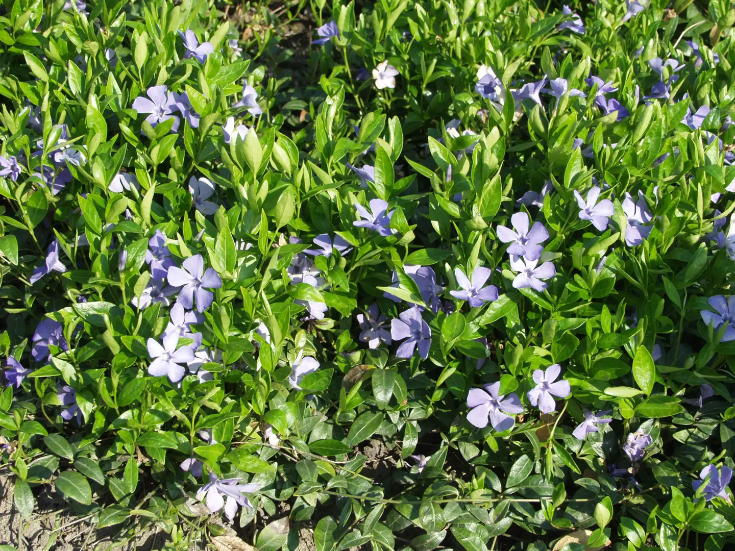 Pikkutalvio Vinca minor