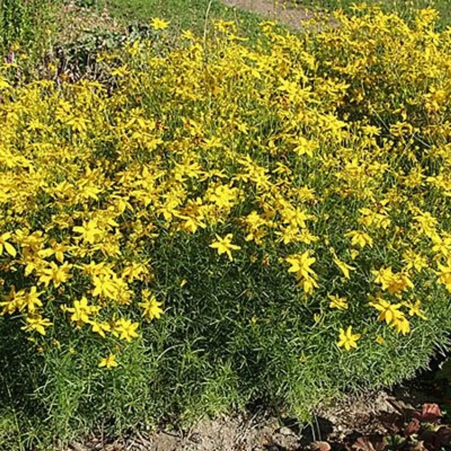 Syyskaunosilmä Coreopsis verticillata