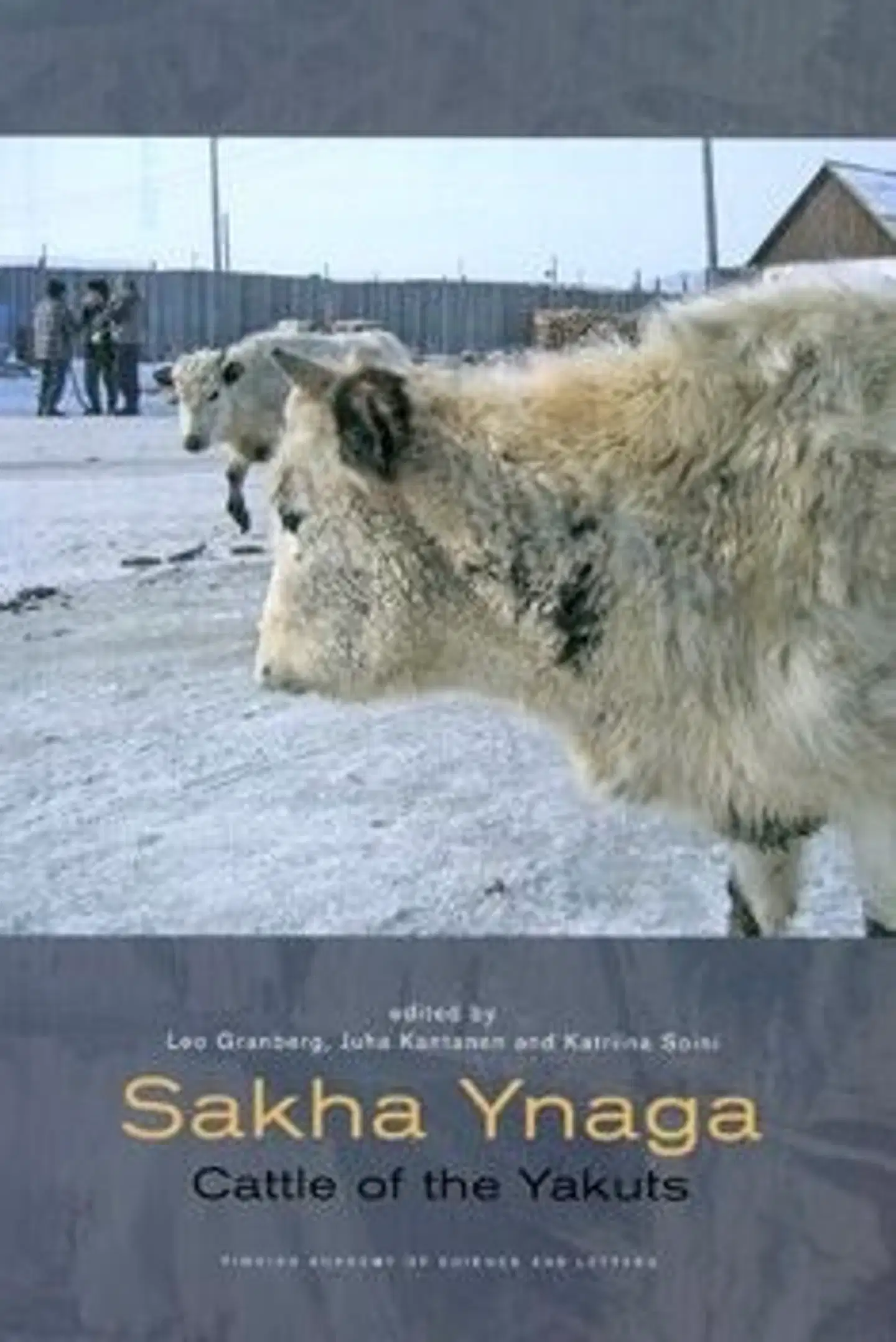 Sakha Ynaga - cattle of the Yakuts