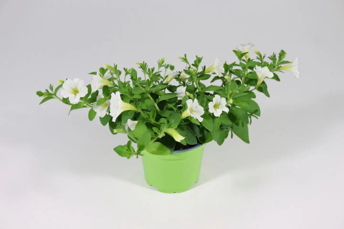 KESÄKUKKAMIX RIIPPUVA 12 CM MIX-KENNOT - 2