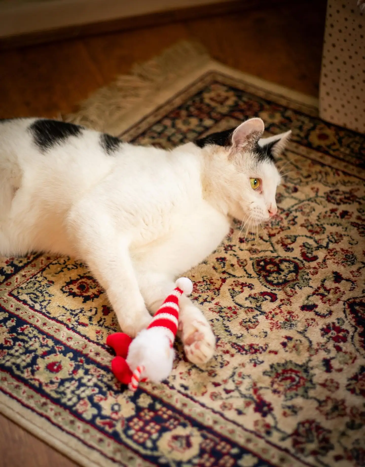 Rosewood Gus-tonttulelu kissoille - 2